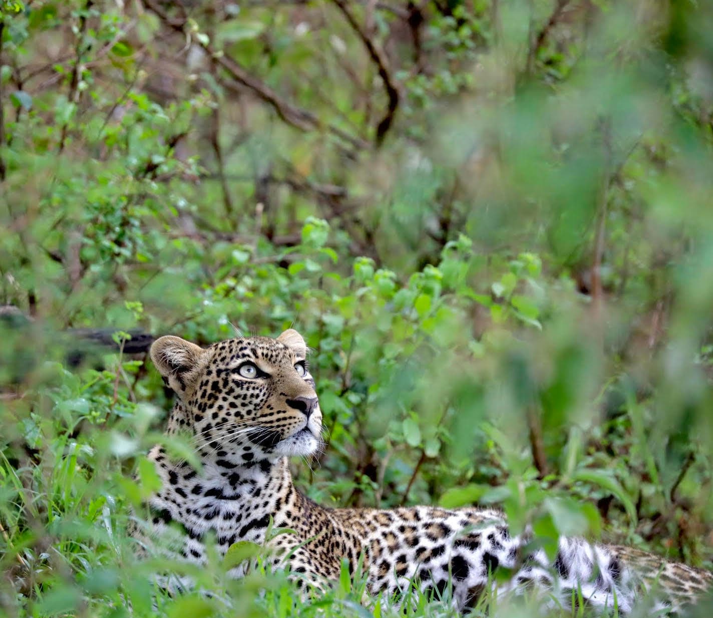 A cheetah sitting in a forest surrounded by green foliage.