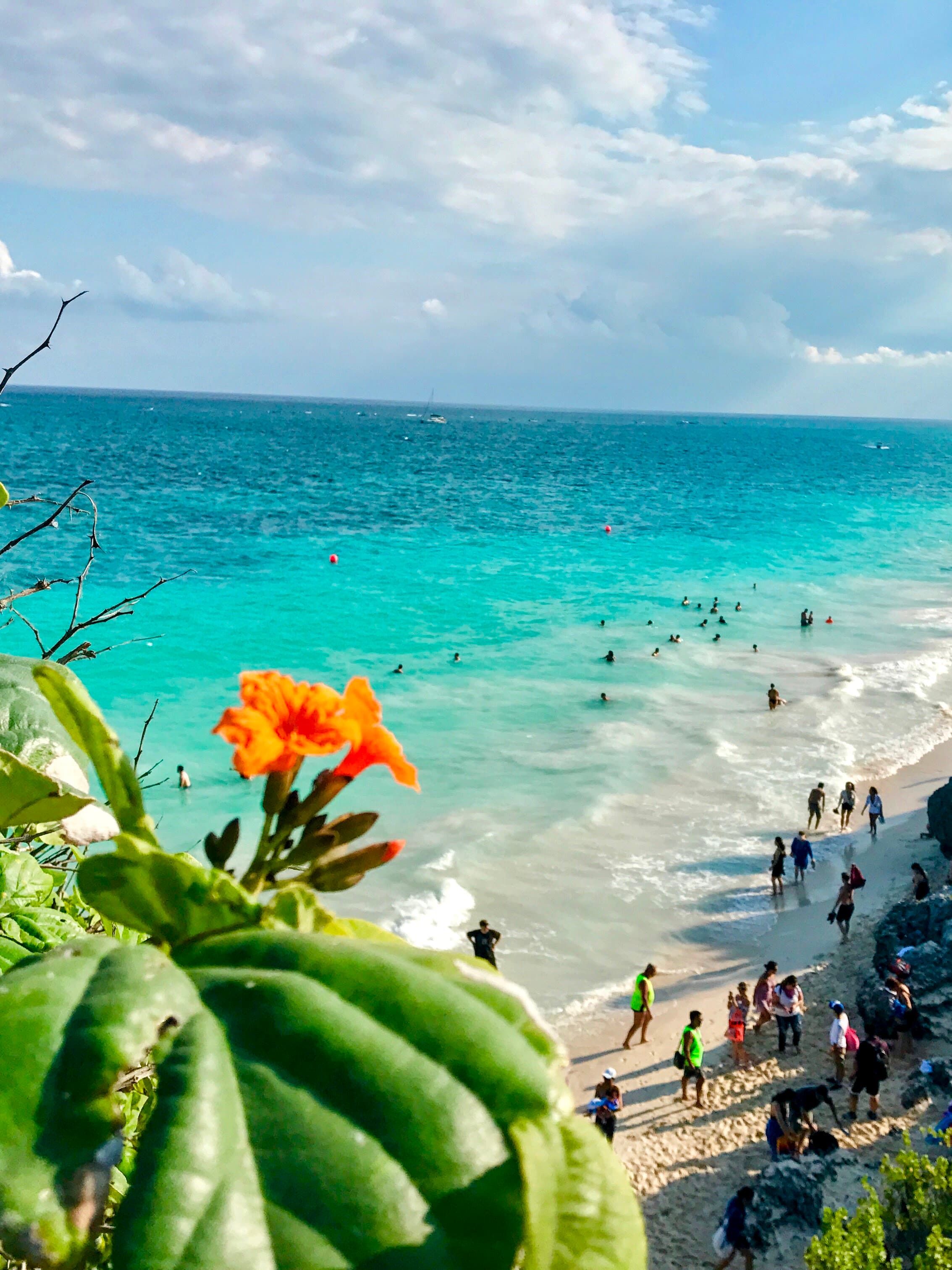 View of an orange flower in bloom with a tropical beach and swimmers in the background