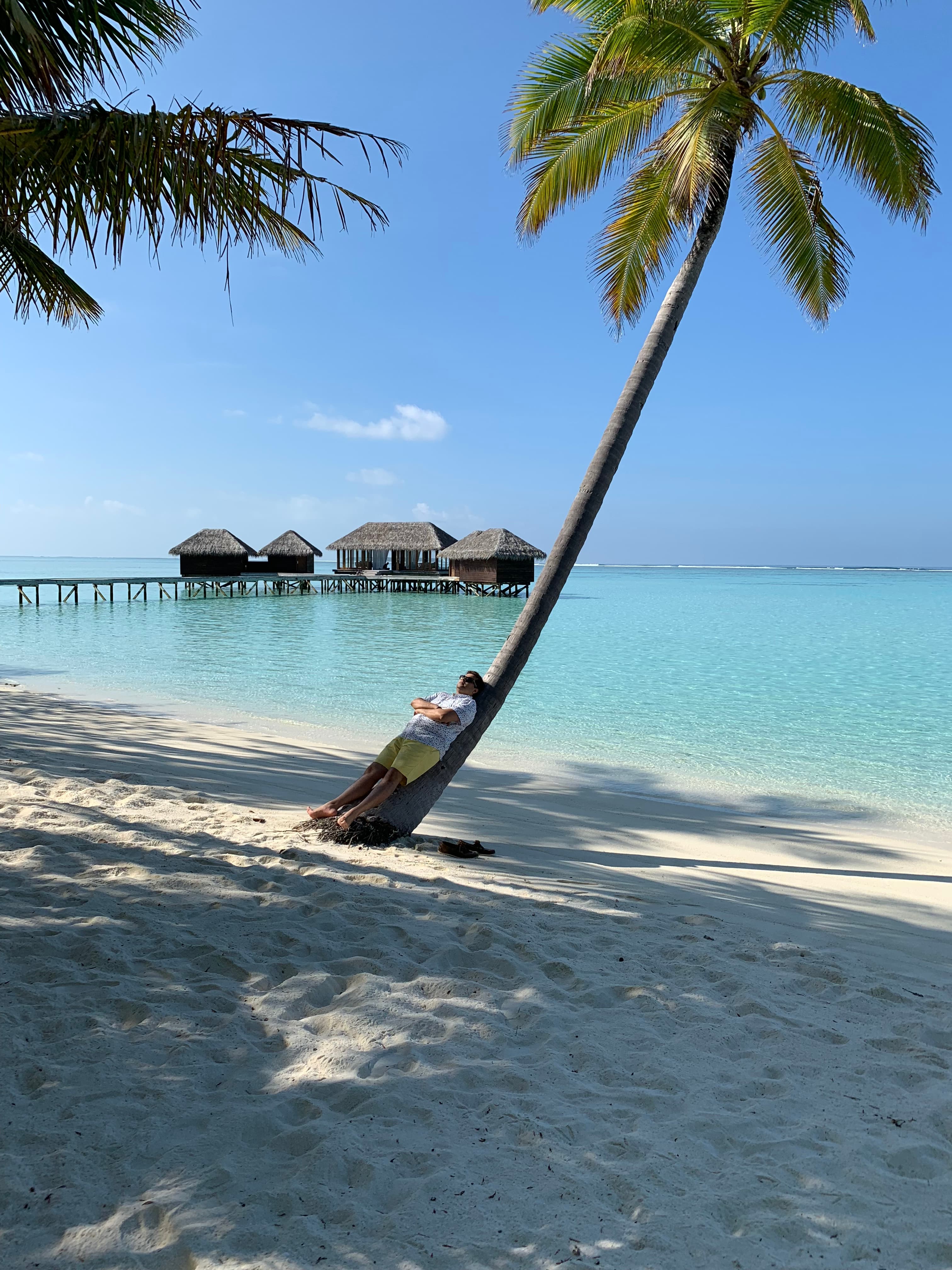 View of a palm tree on the beach during the day.