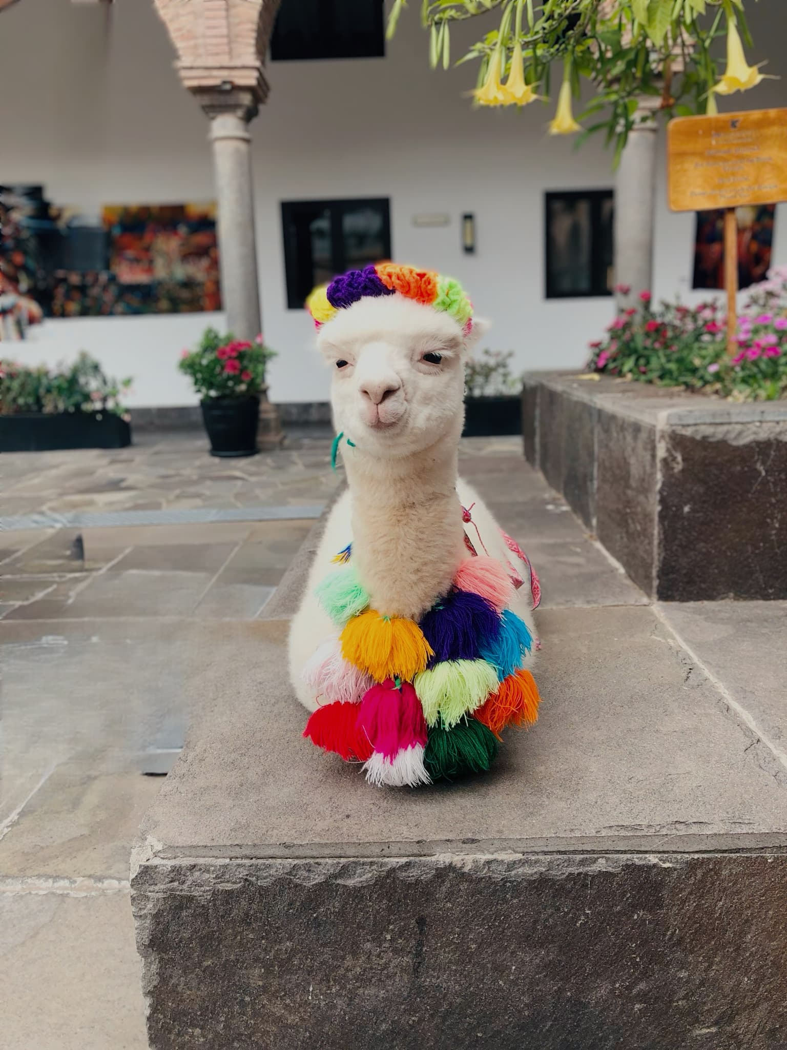 View of a stuffed alpaca toy outdoors on a stone wall