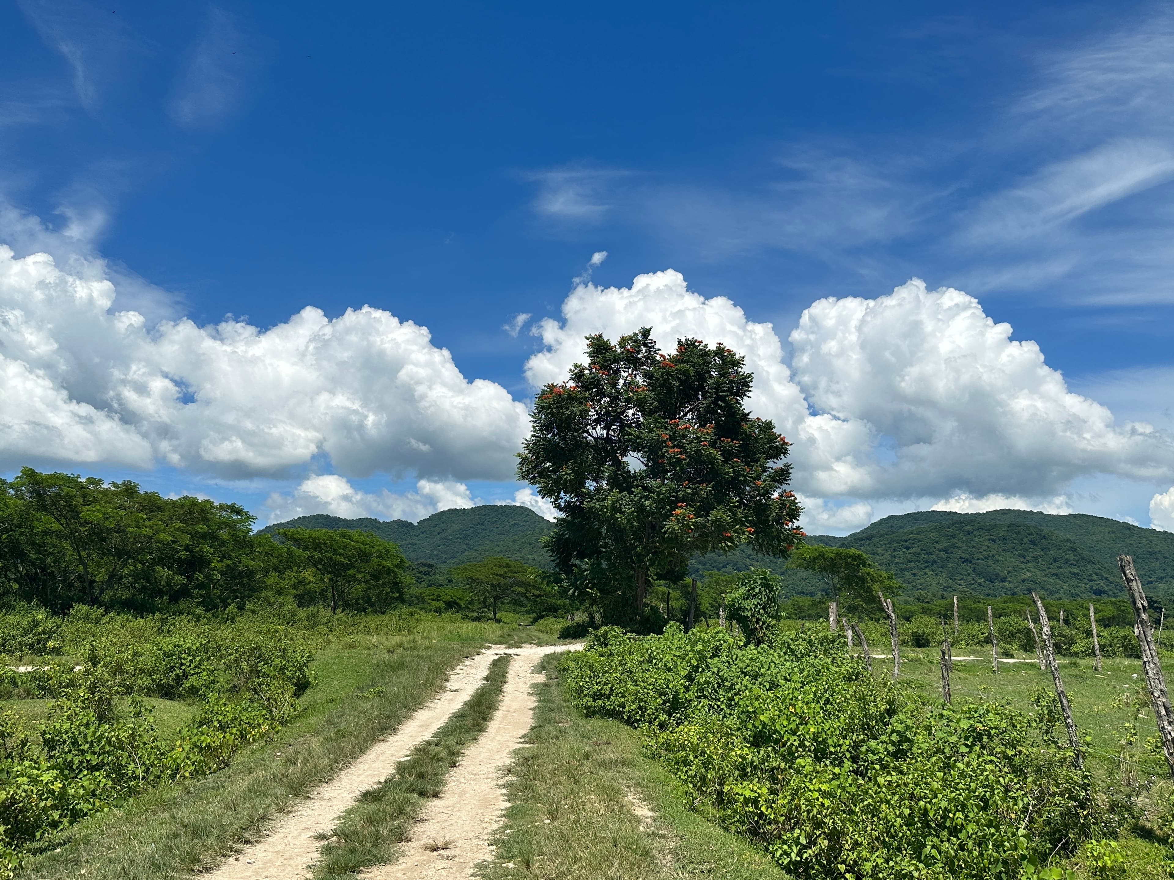 View of a narrow path leading through green fields on a sunny day