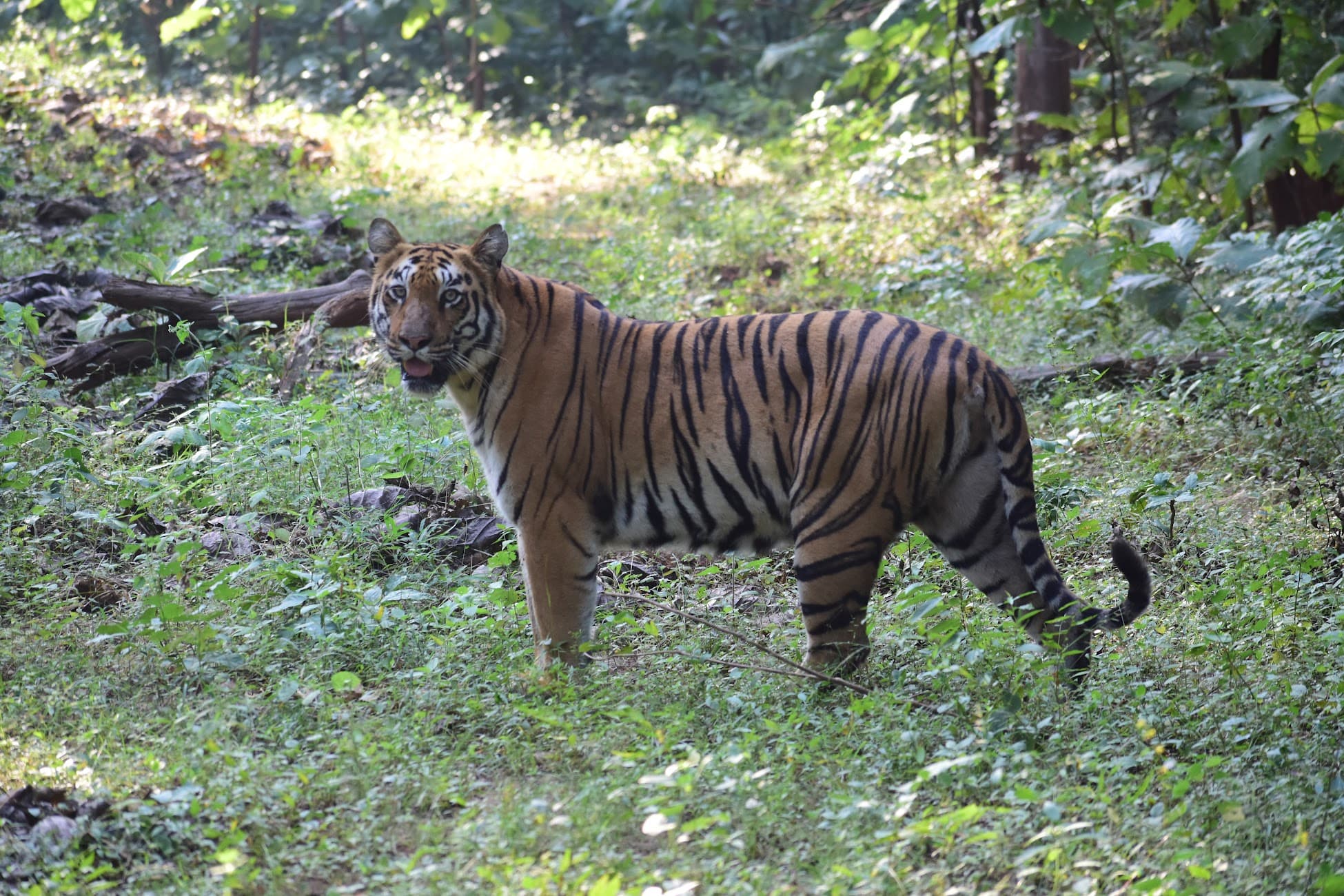 Close up of a large tiger in the wild, surrounded by plants