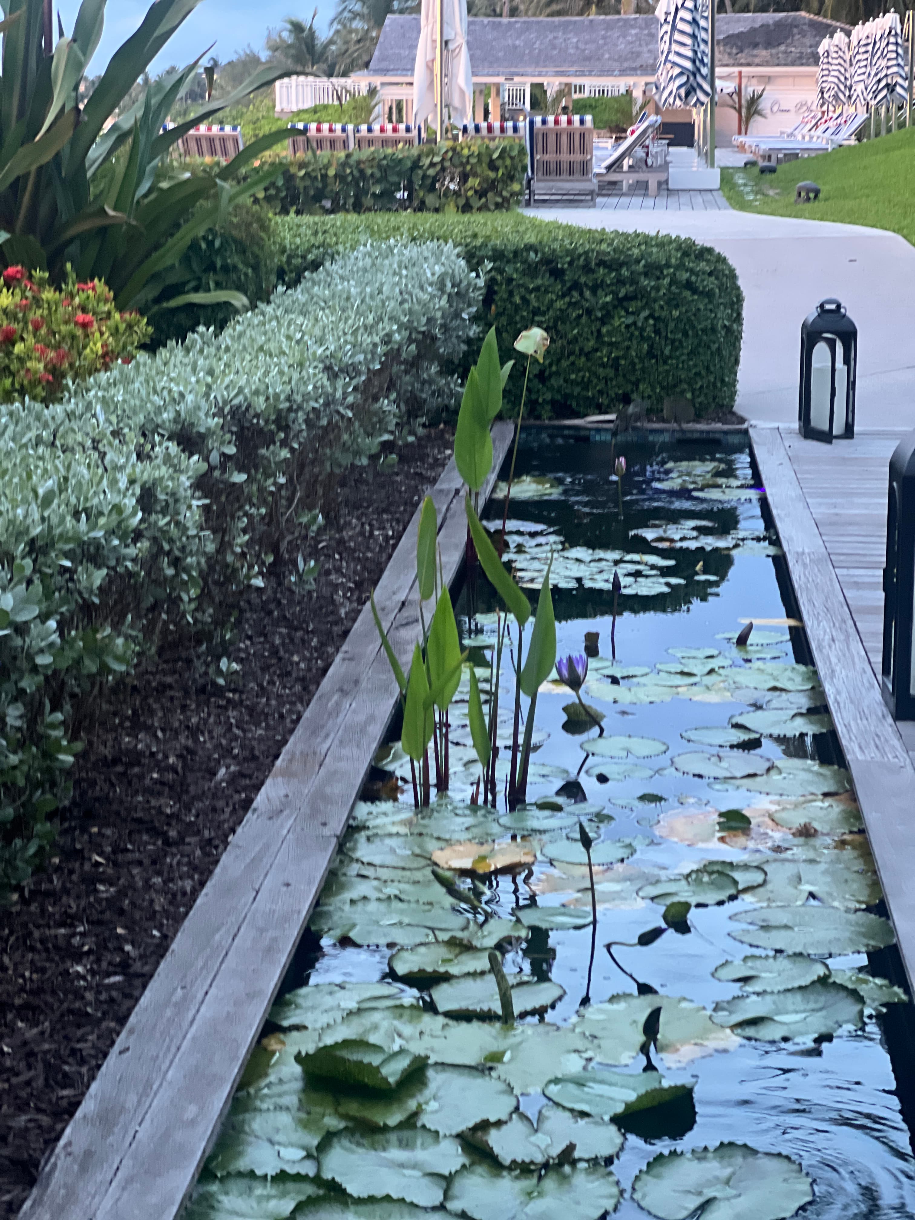 View of a rectangular pond filled with floating lillipads during the day