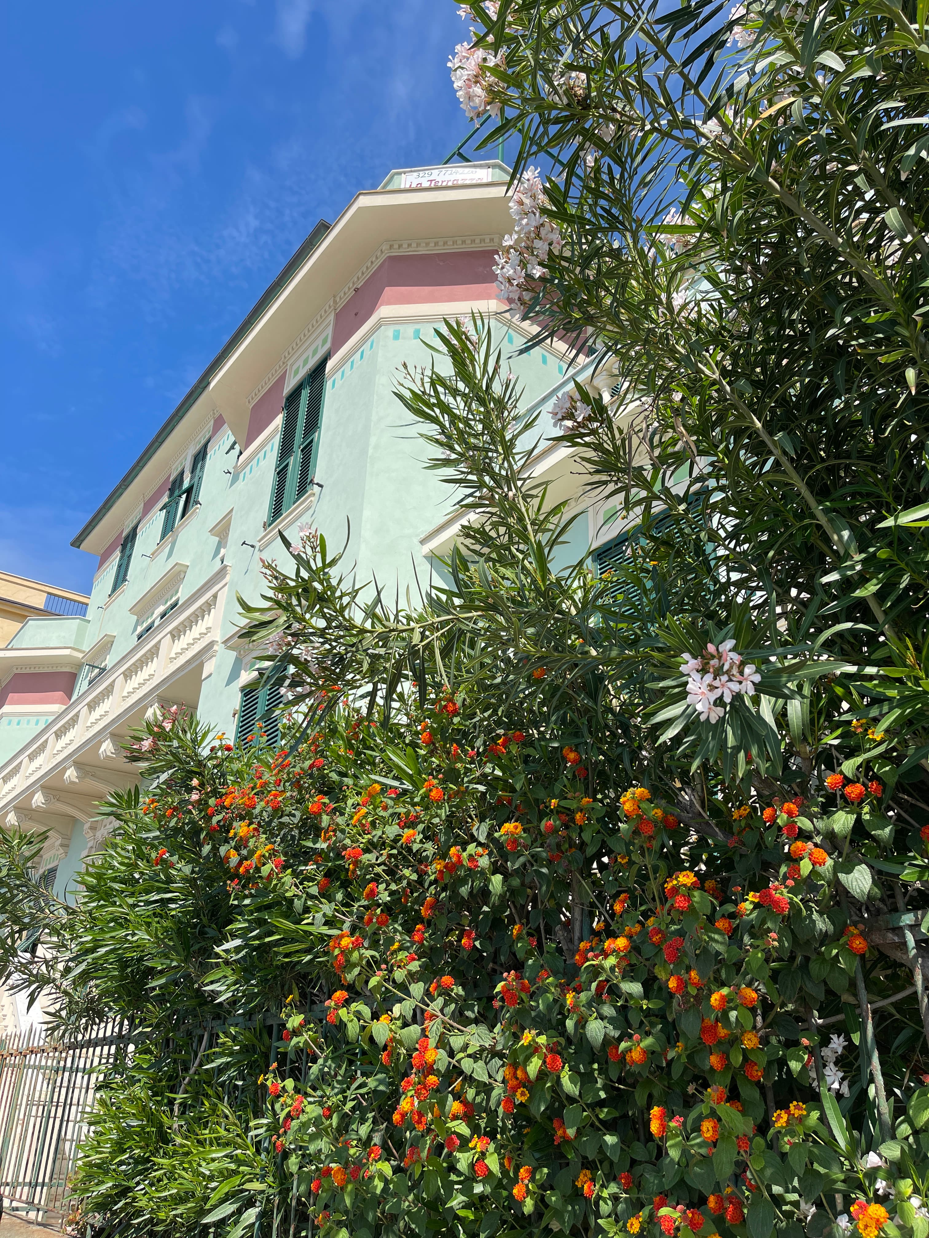 View of a flowering tree and light blue building behind on a sunny day