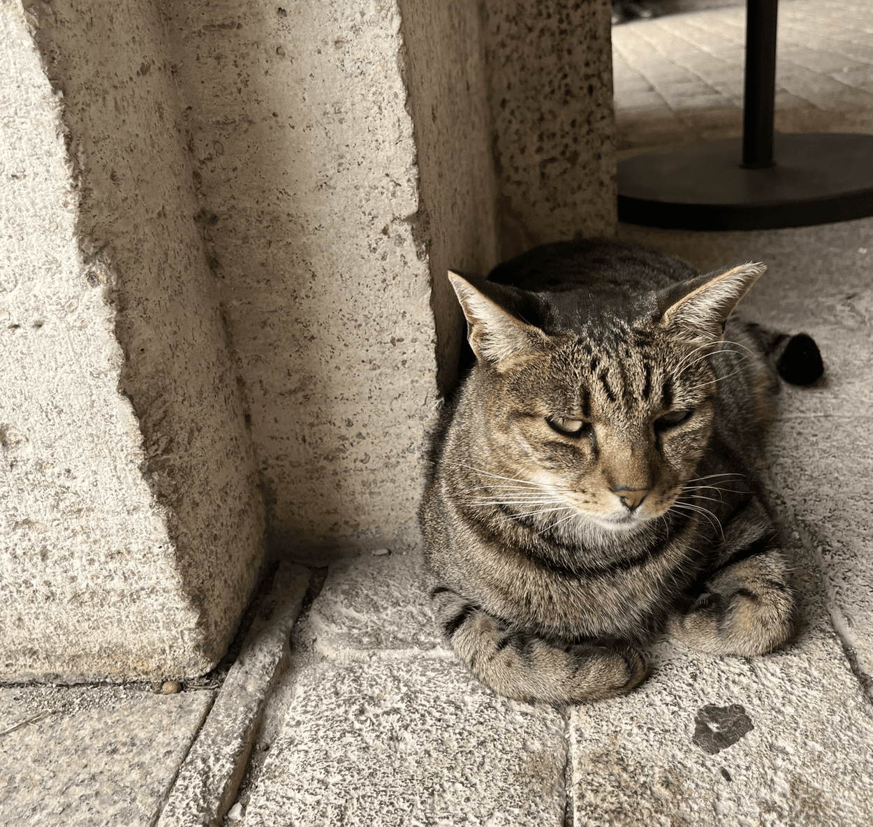 A can relaxing on a sunny day. 