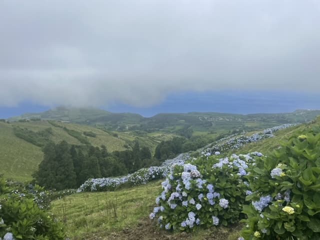 A view of a valley covered in green foliage on a cloudy day.