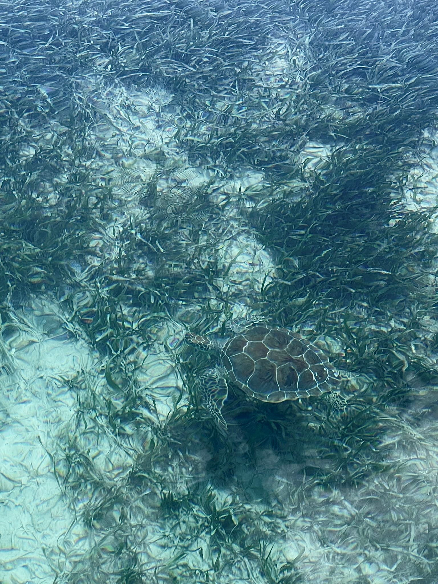 View of a sea turtle swimming near the ocean floor amidst sea grass