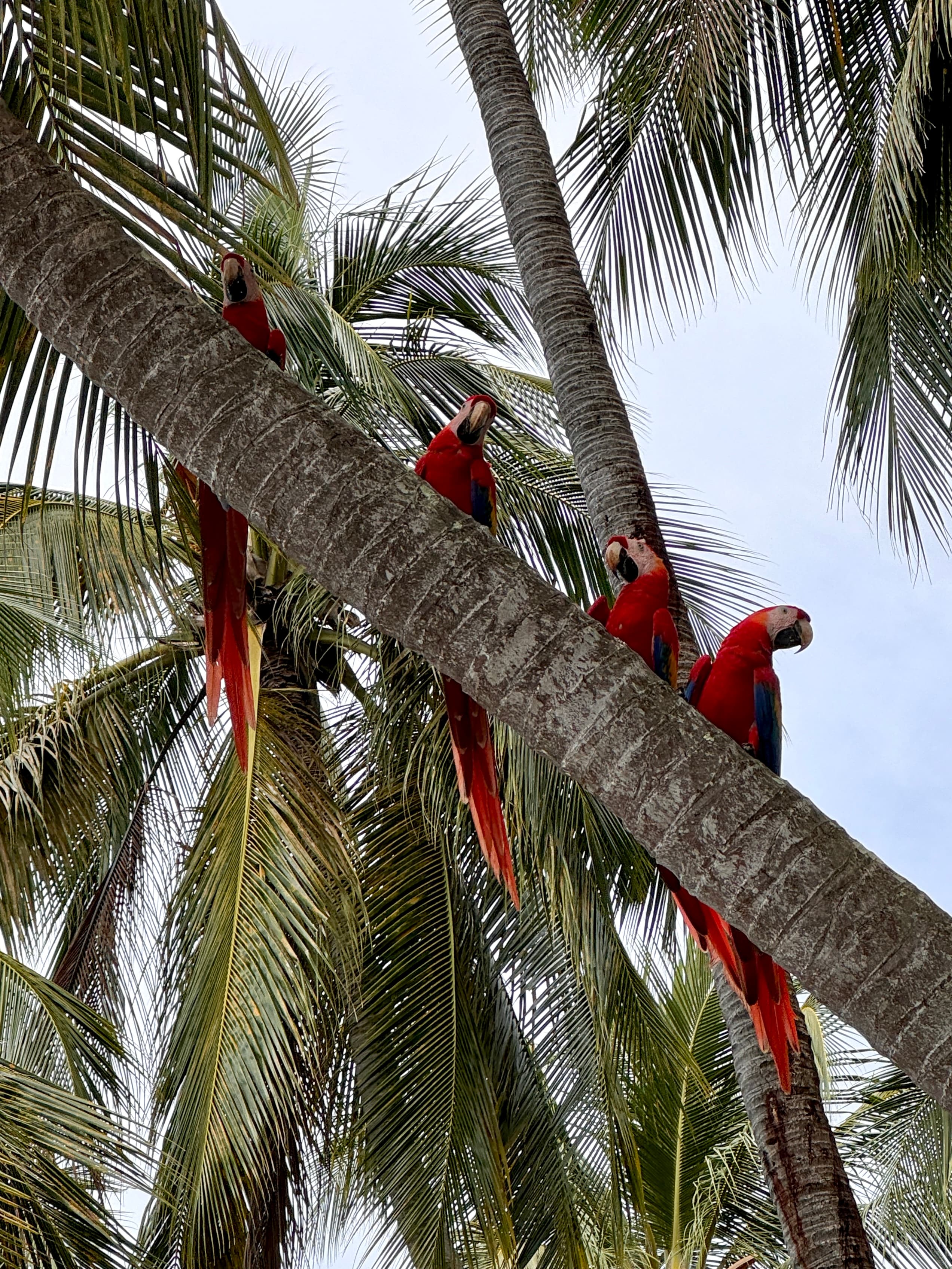 View of four red parrots perched on the trunk of a slanted palm tree