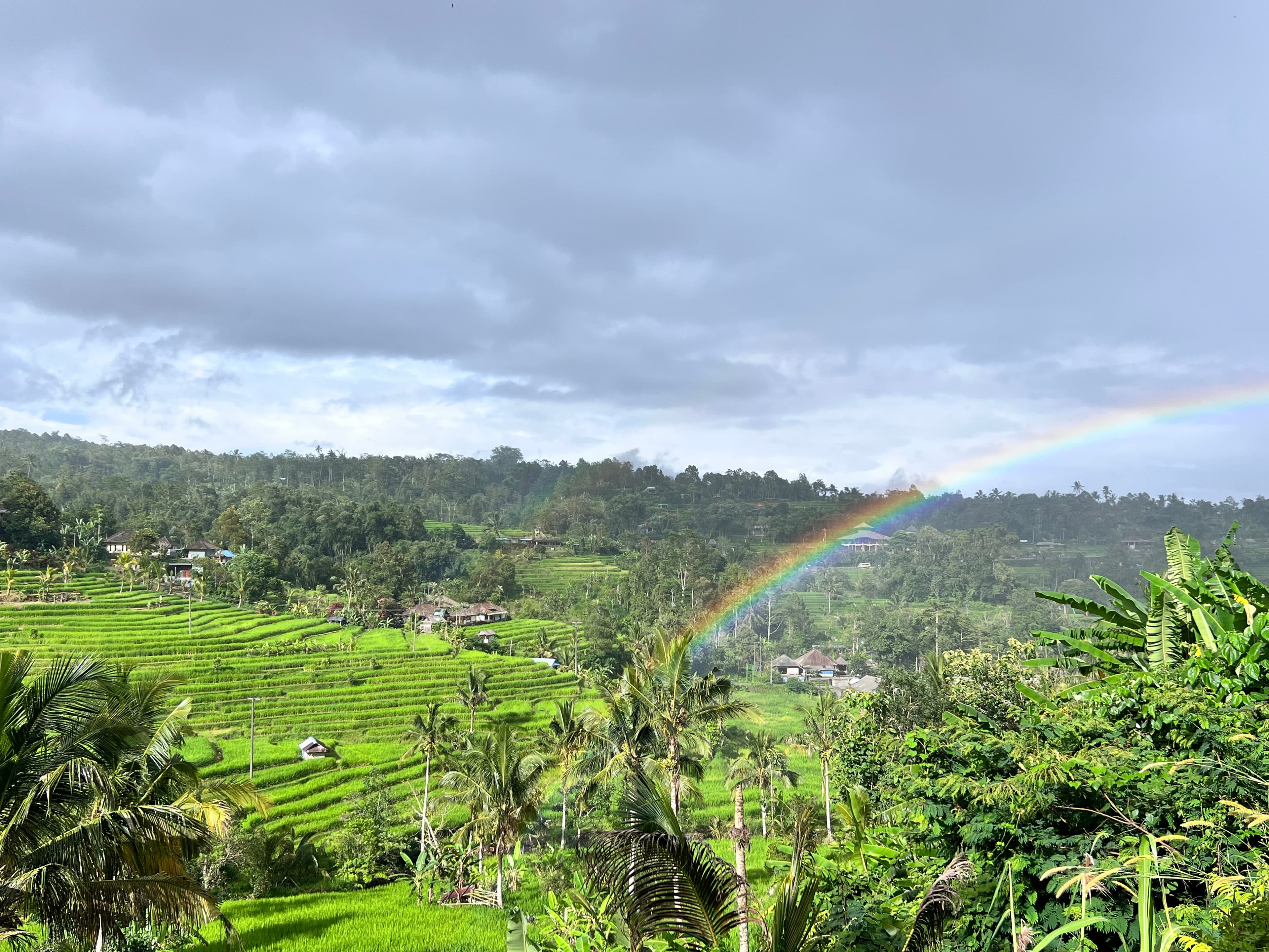 Lush palm trees and foliage sweep across the horizon as a rainbow arches above the greenery on a cloudy day. 