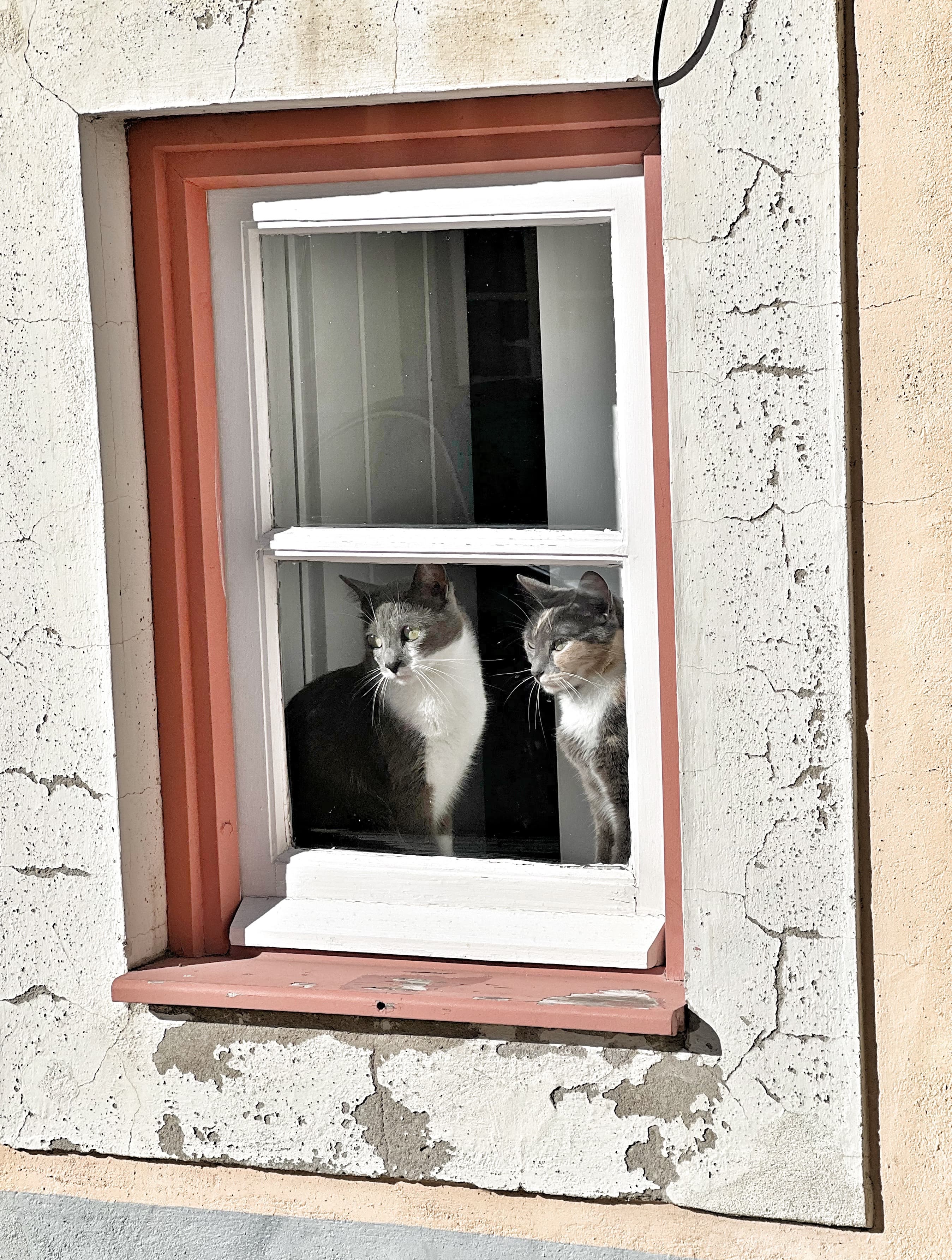 Two cats staring out a small window on a sunny day. 