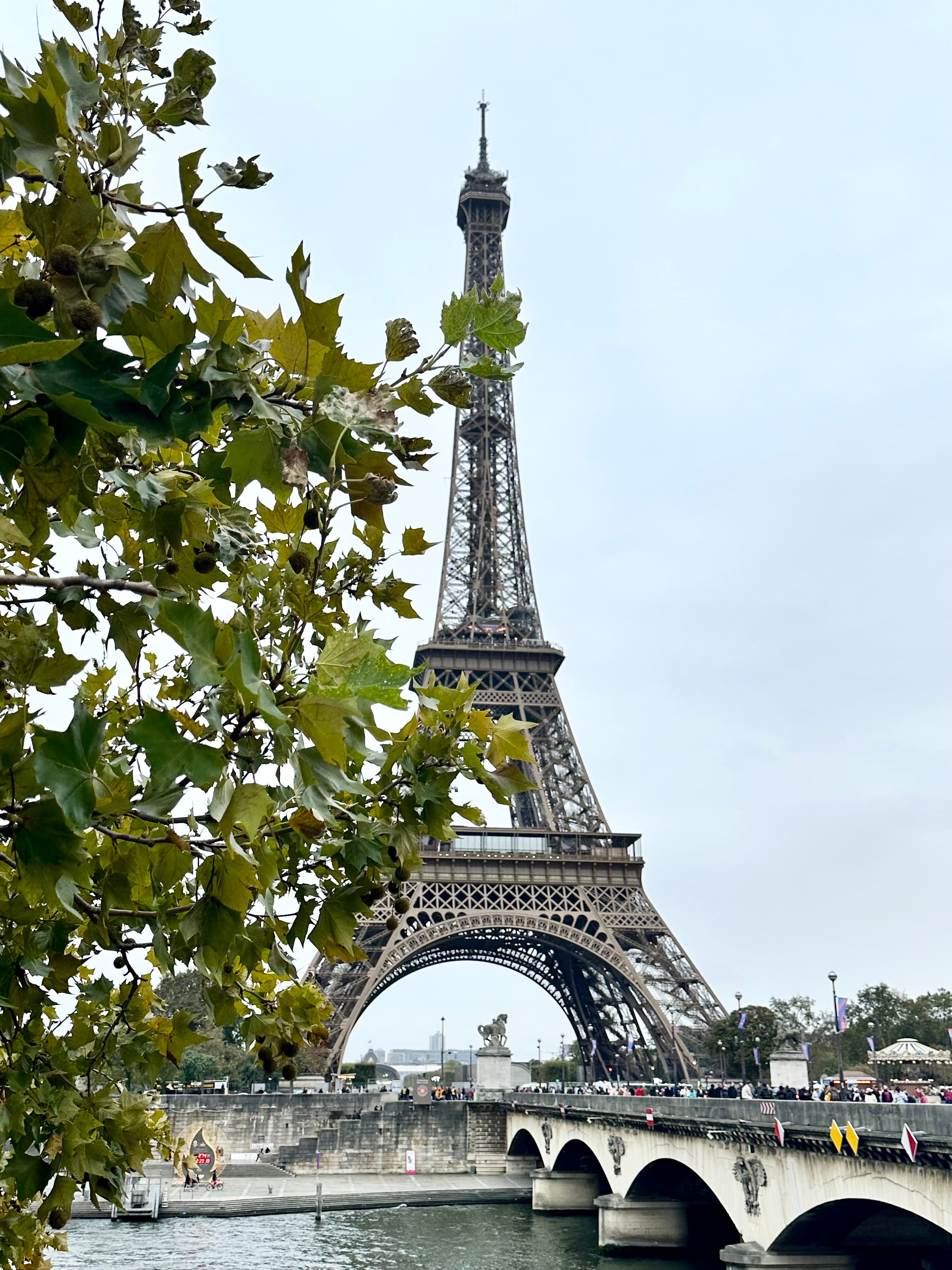 View of the Eiffel Tower with a tree in the foreground and a blue sky
