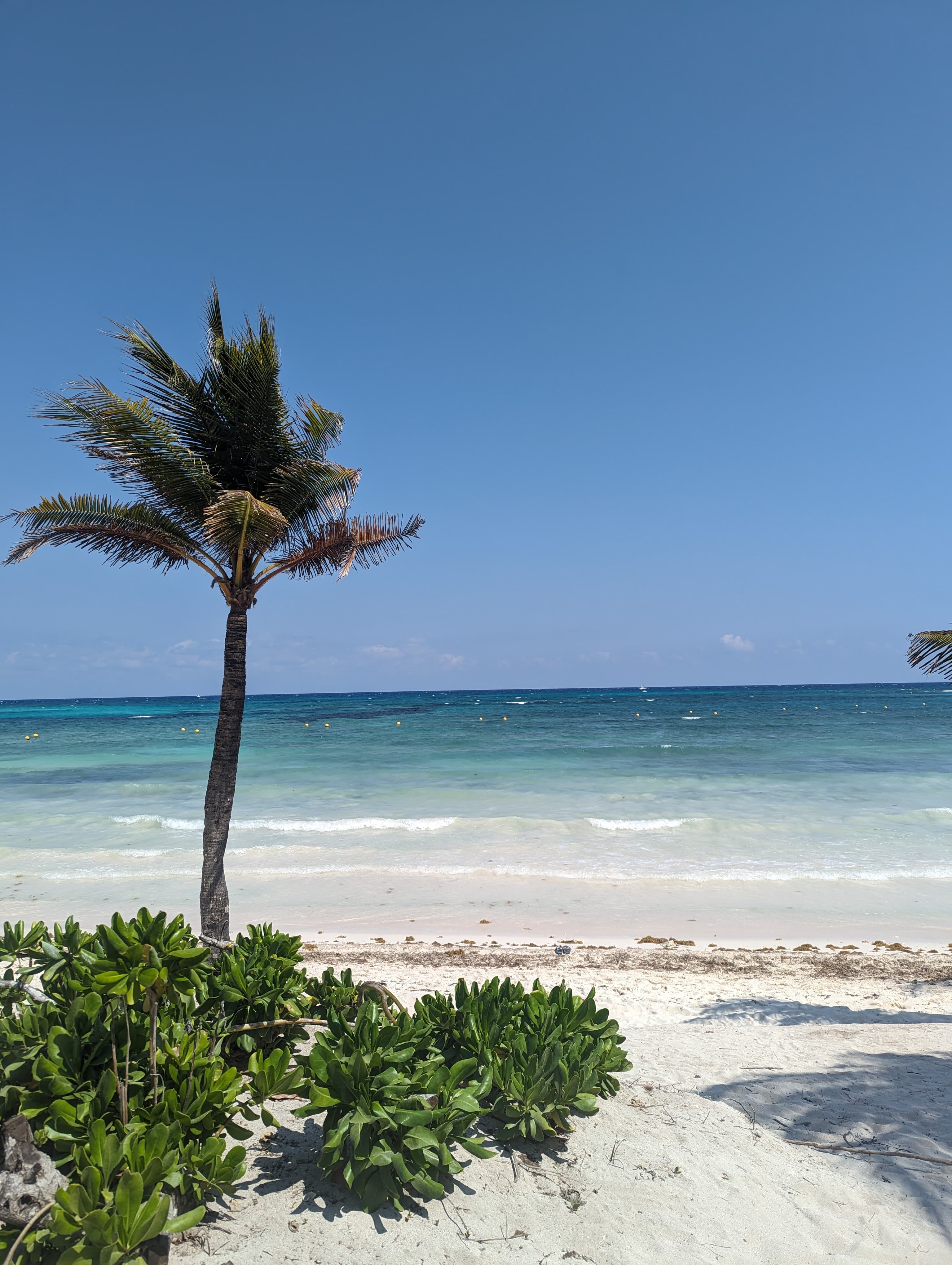 White sand beach with a palm tree.