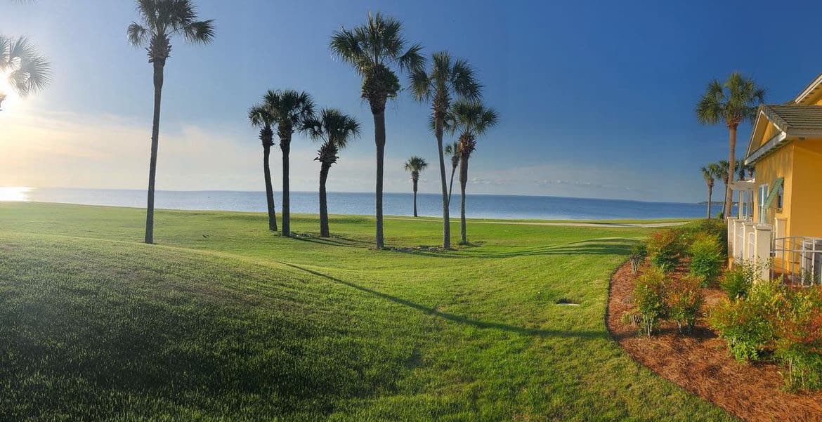 View of a sunny grassy area dotted with palm trees, the ocean on the horizon