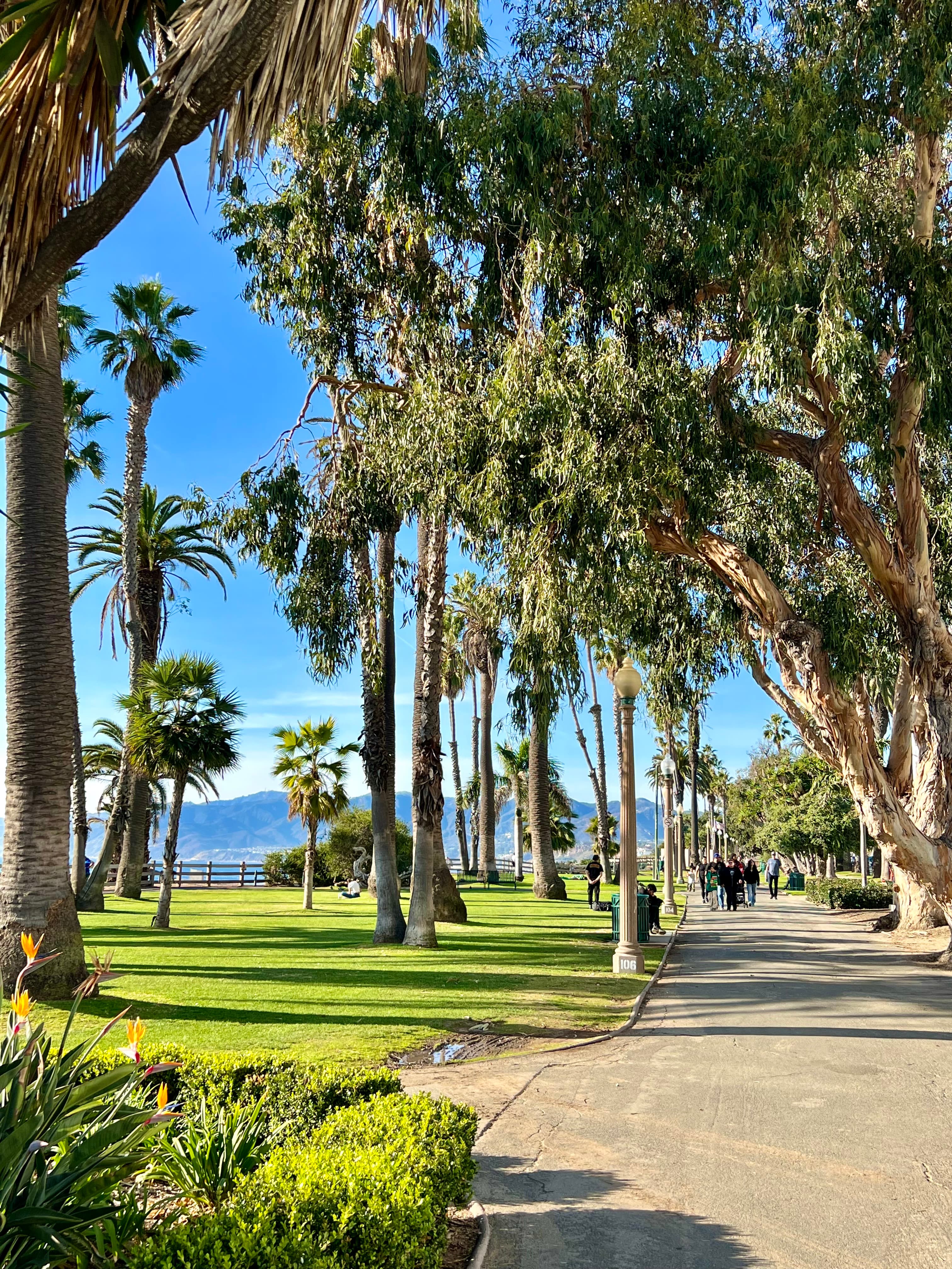 View of path lined with palm trees beside a grassy area on a sunny day