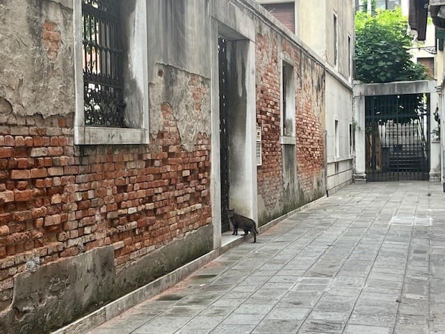 Cat in Venice.