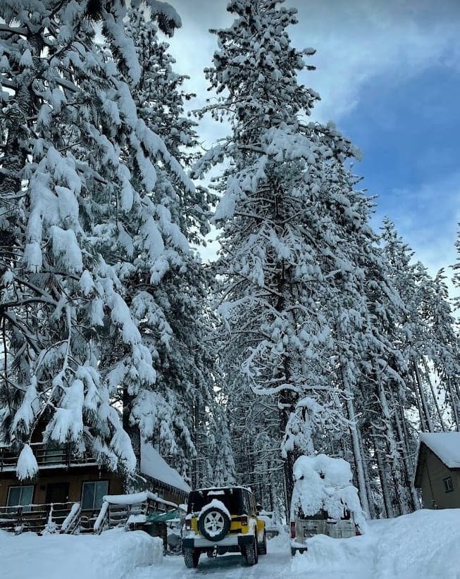 View of snow-covered pine trees at Lake Tahoe
