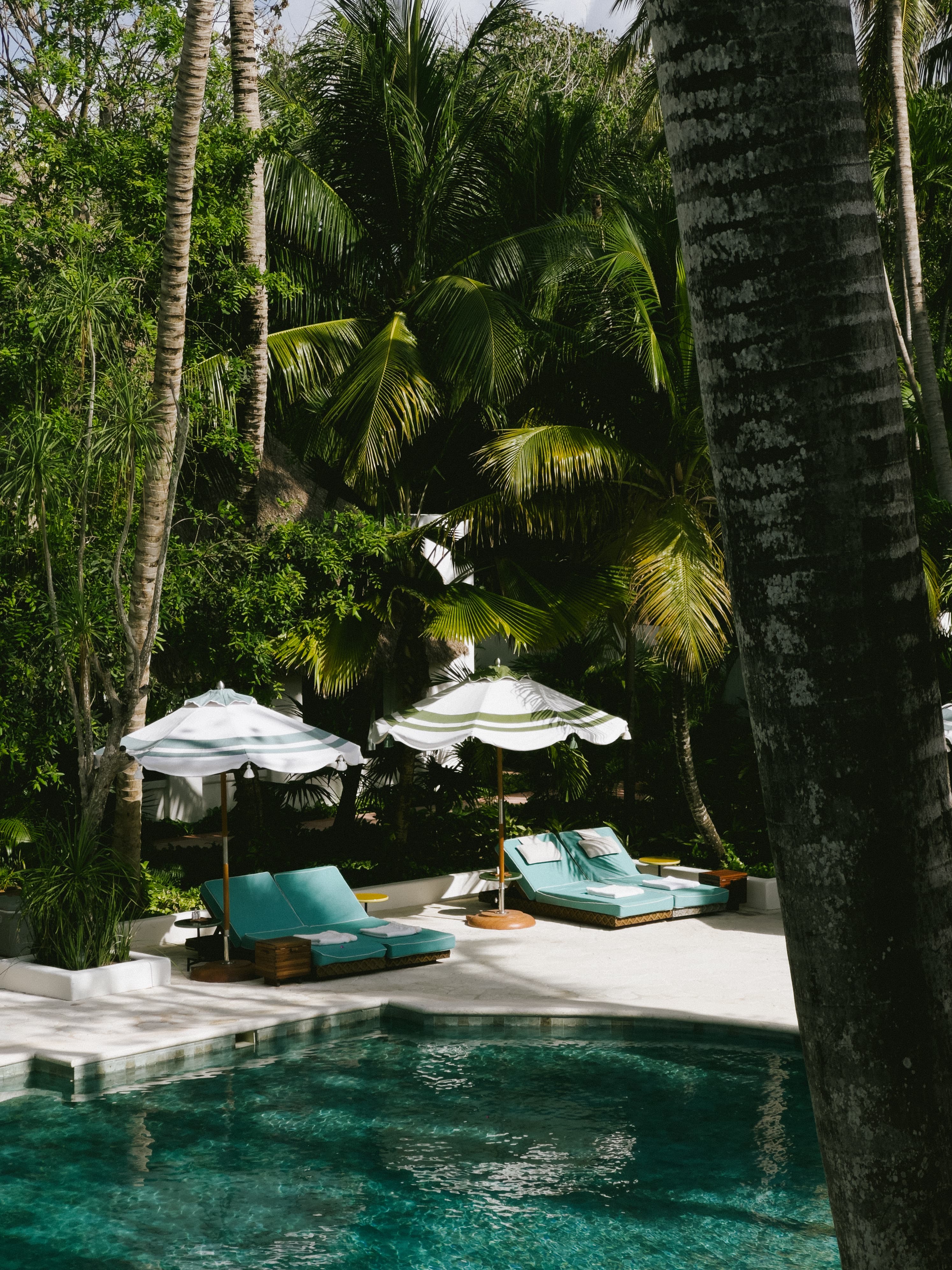 View of a hotel pool and empty lounge chairs nestled amidst tall palm trees