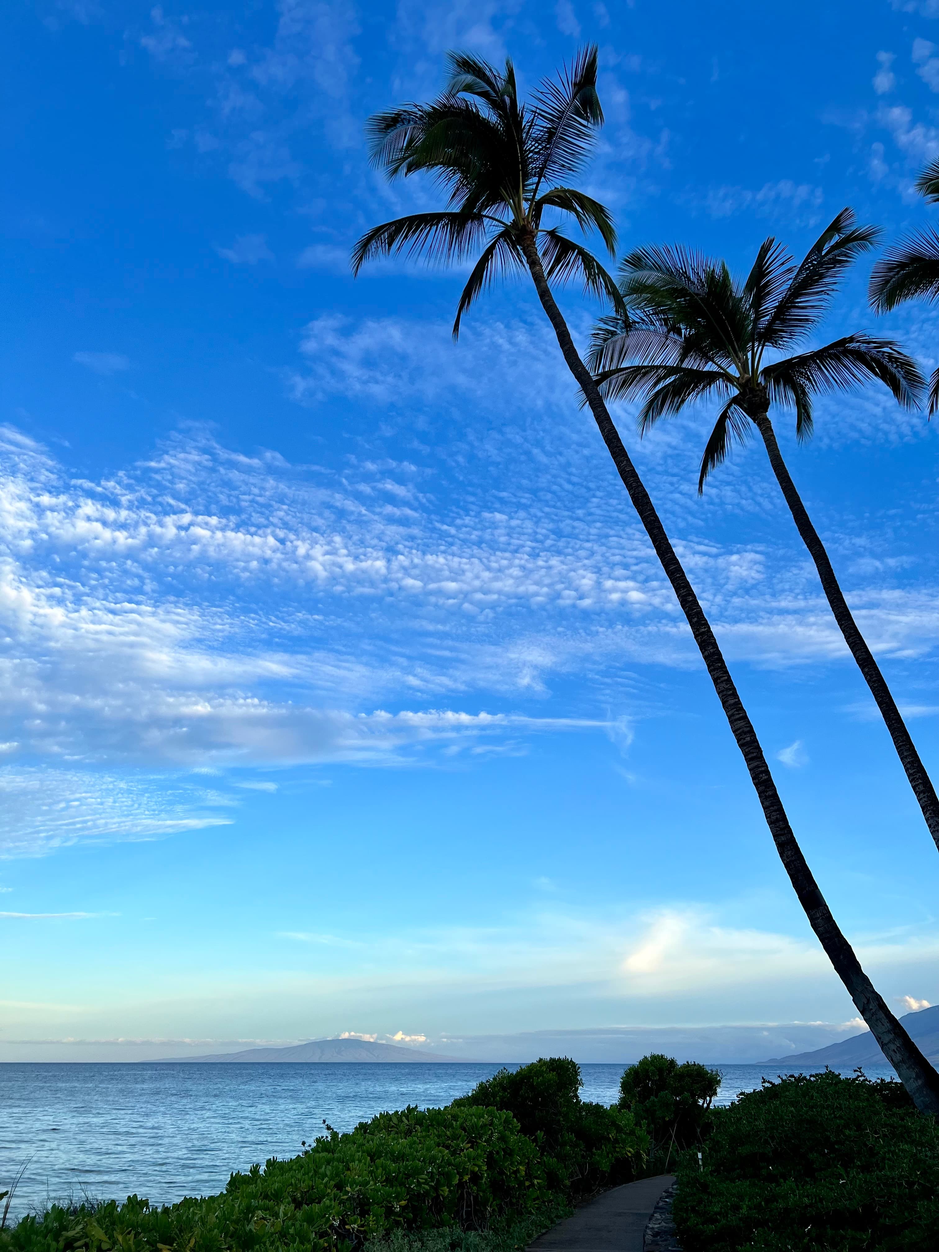 View of two tall palm trees on the coast at sunset