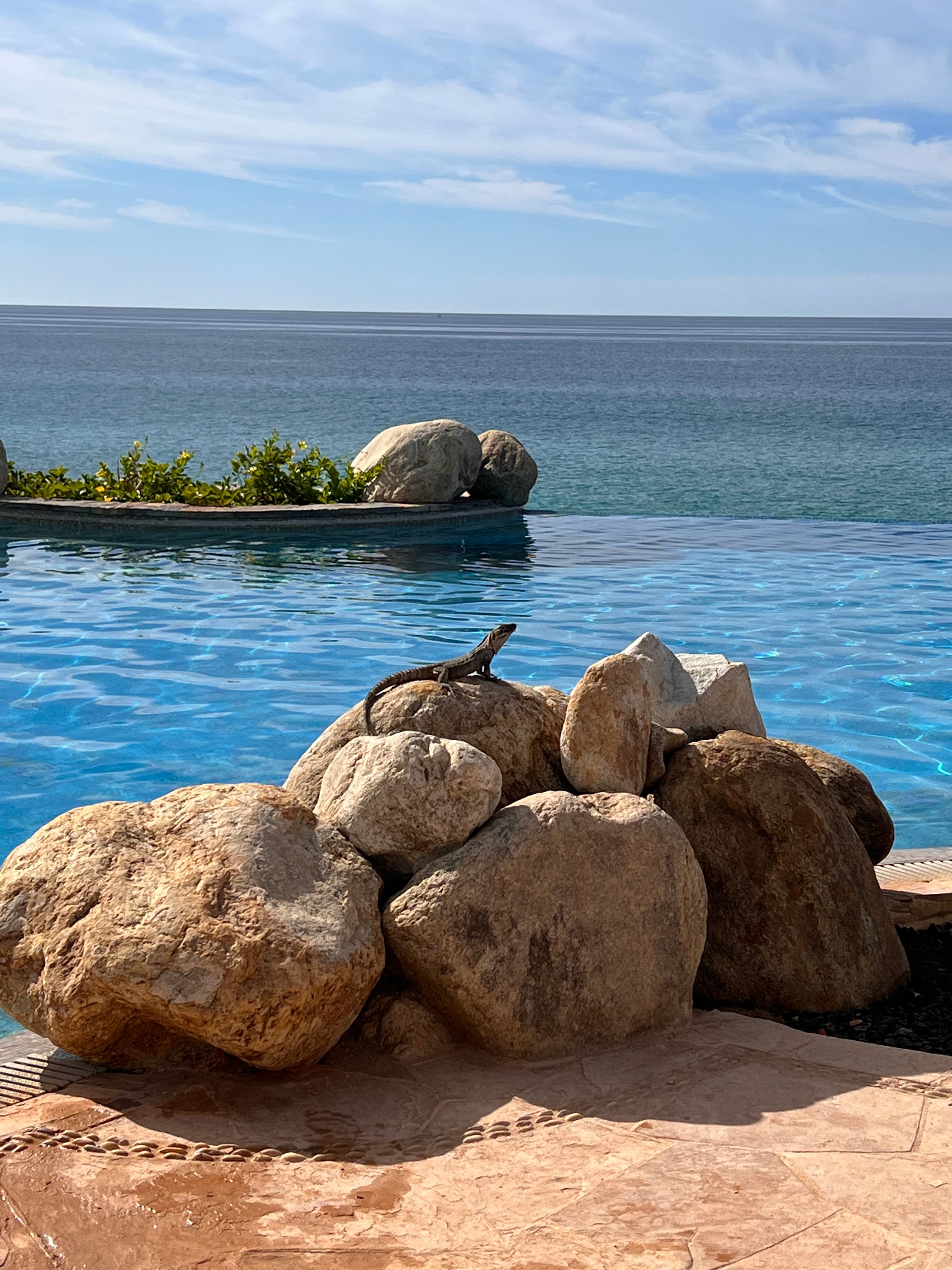 View of a lizard sunbathing on a rock by an infinity pool 