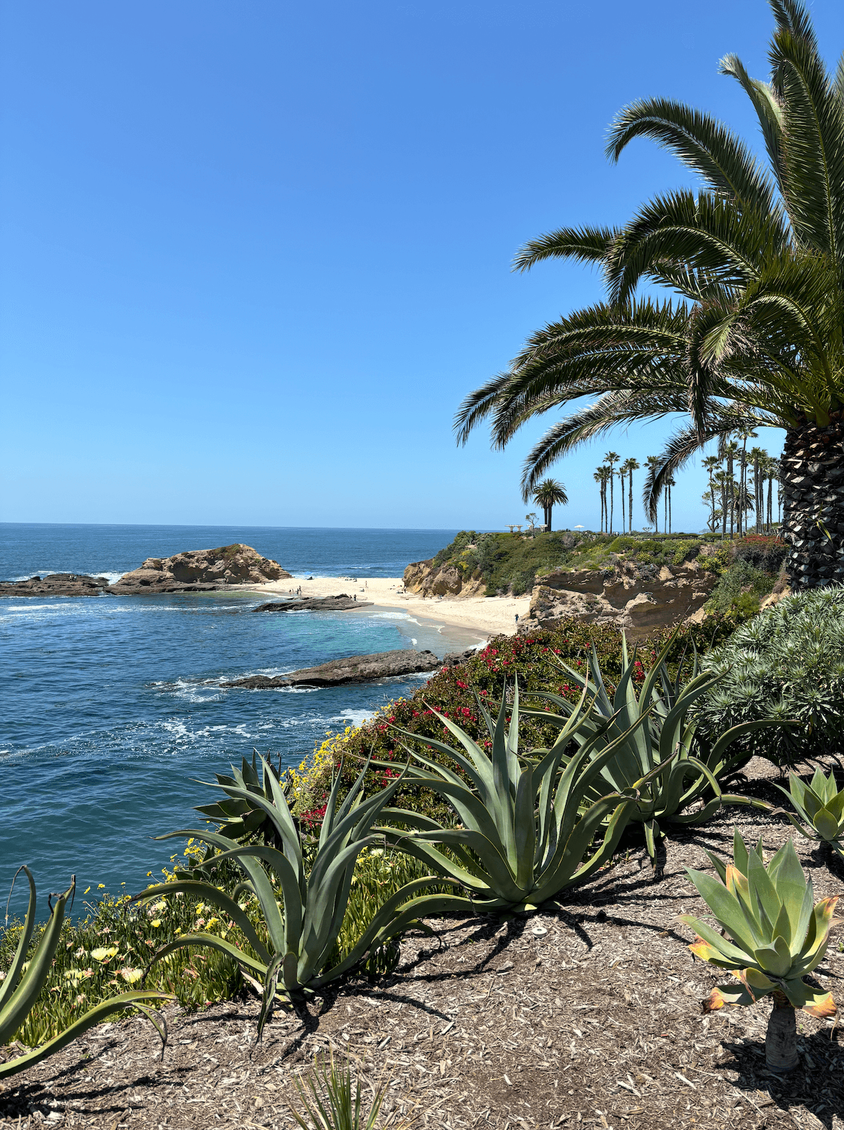 A view of a coastline with palm trees during the daytime. 