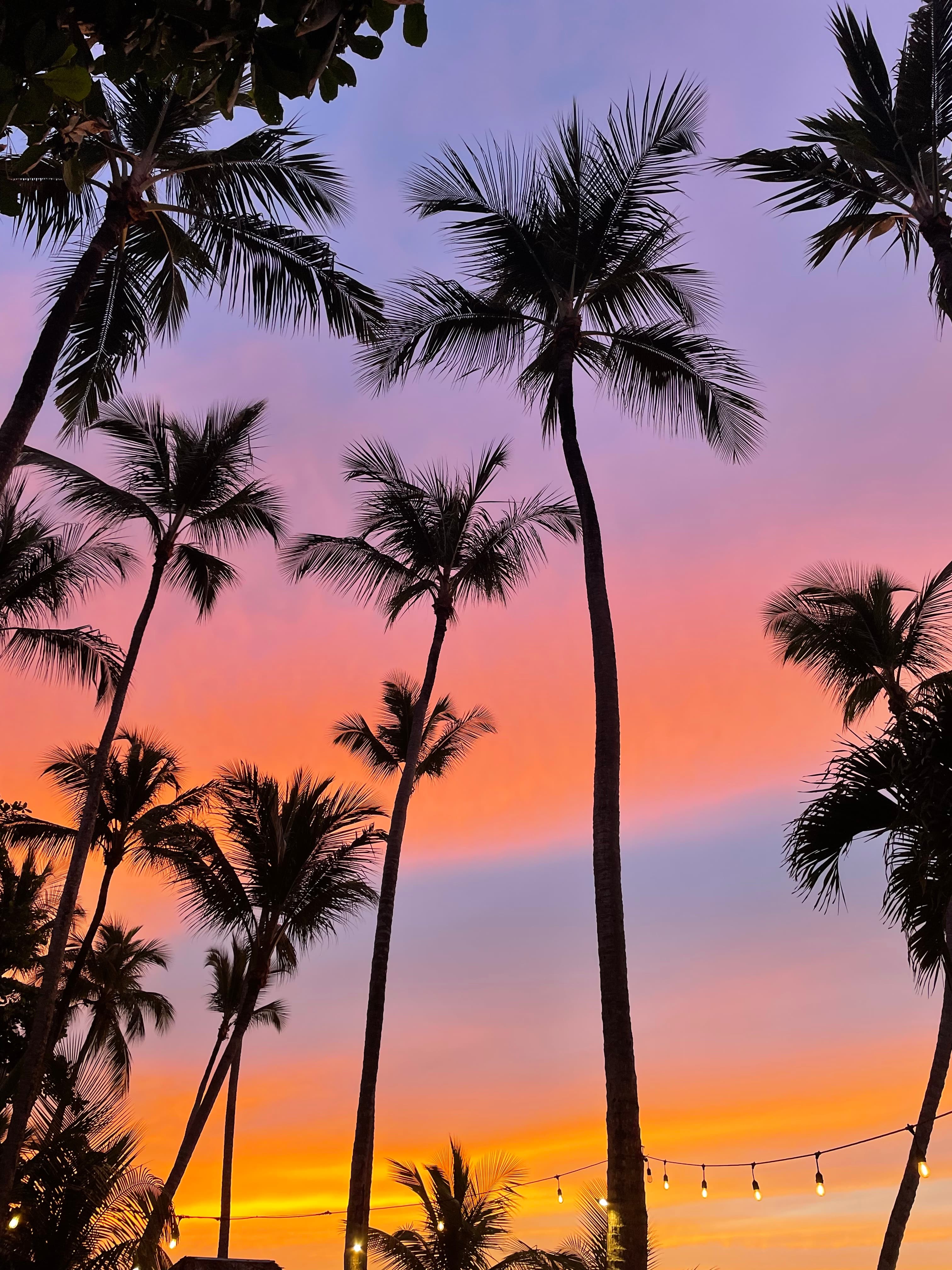 View of a pink and purple sunset behind tall palm trees