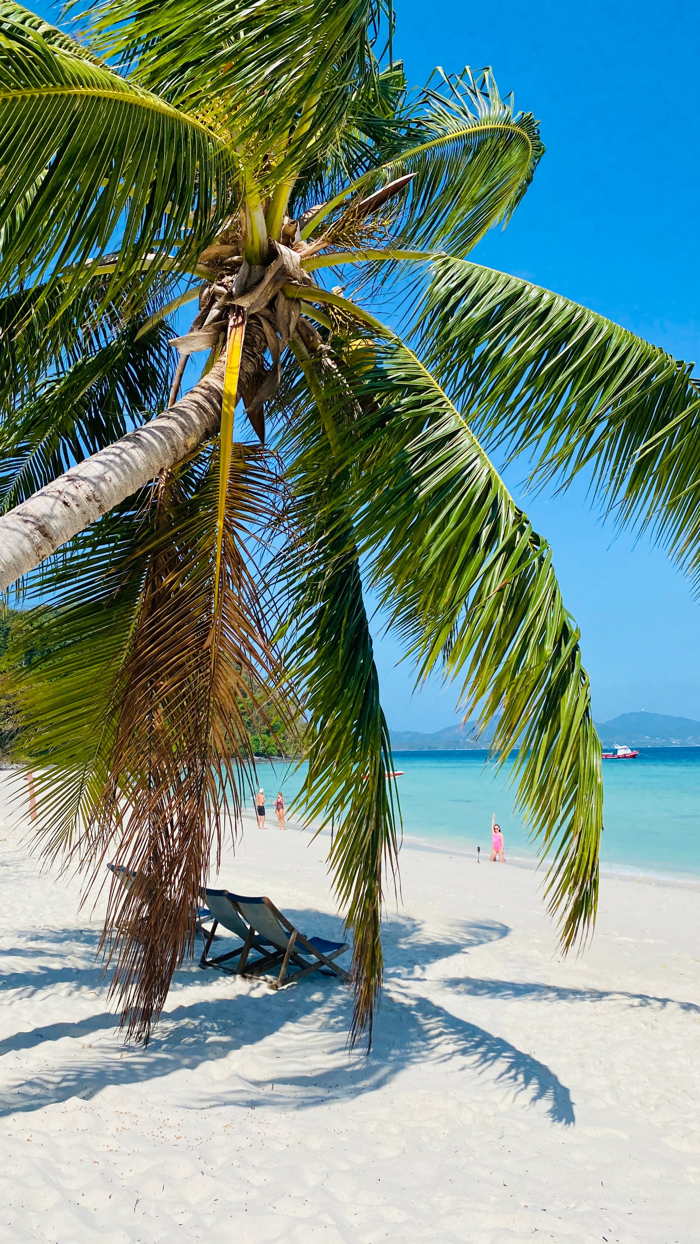 Up close view of a palm tree on a beach during the daytime.
