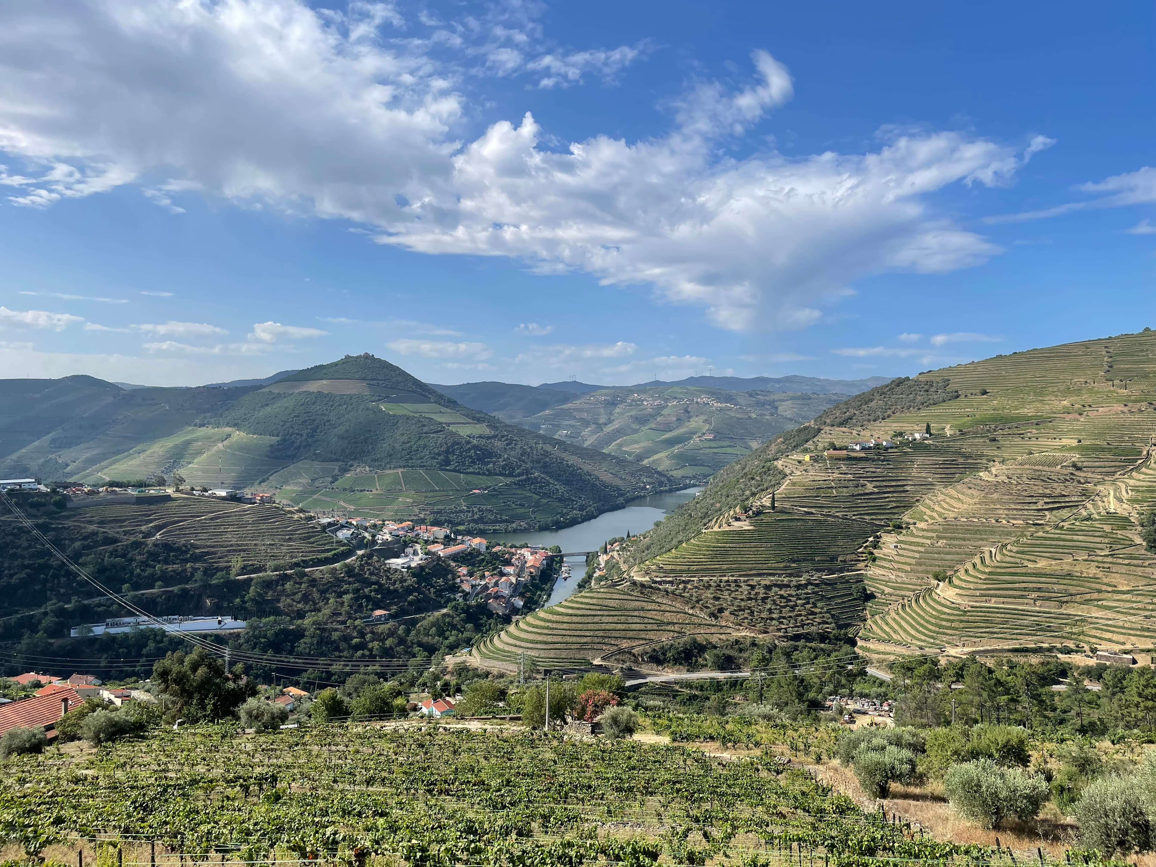 Lush vineyards of the Douro Valley in Portugal, showcasing terraced hillsides and vibrant green grapevines under a clear sky.