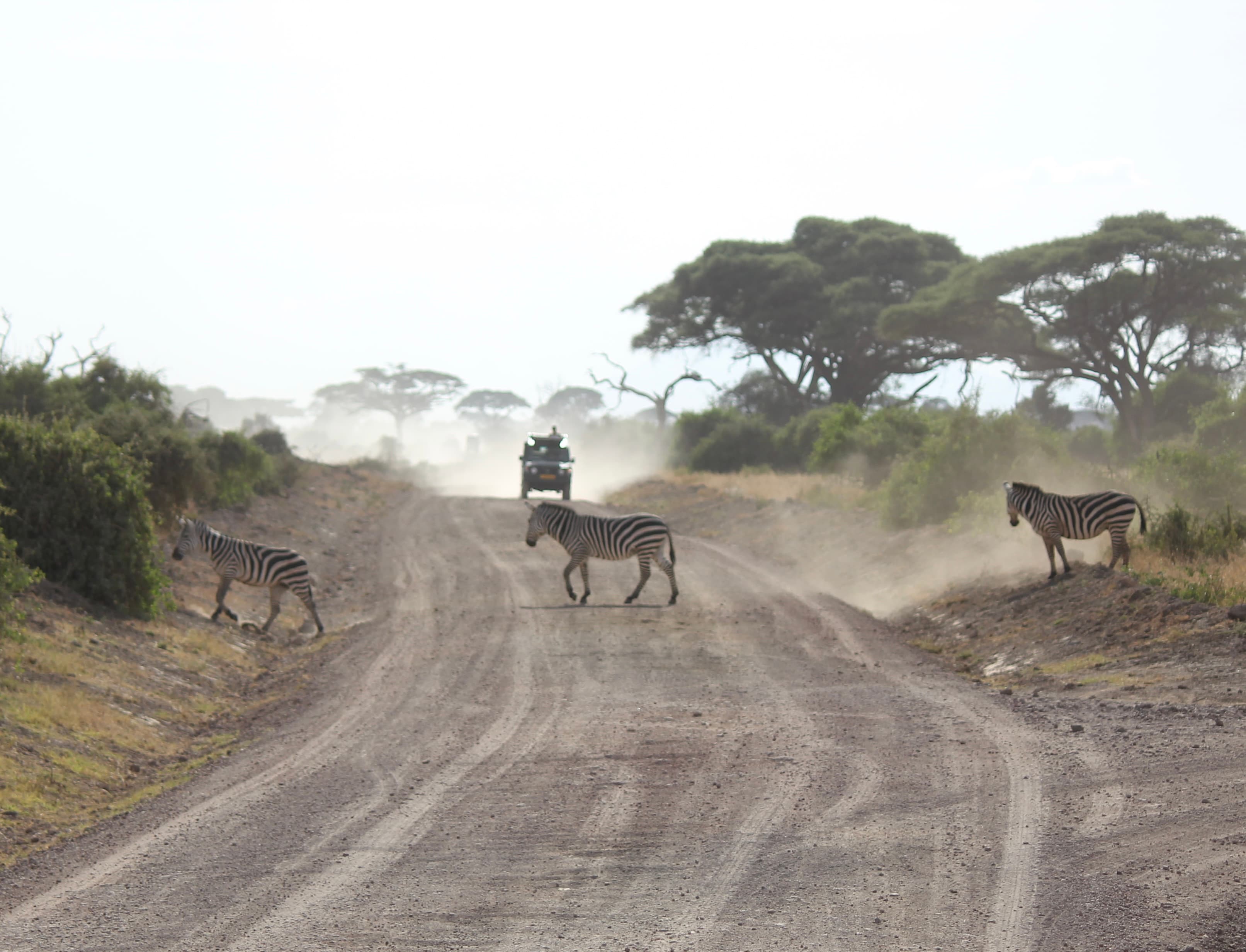 Zebras on safari.