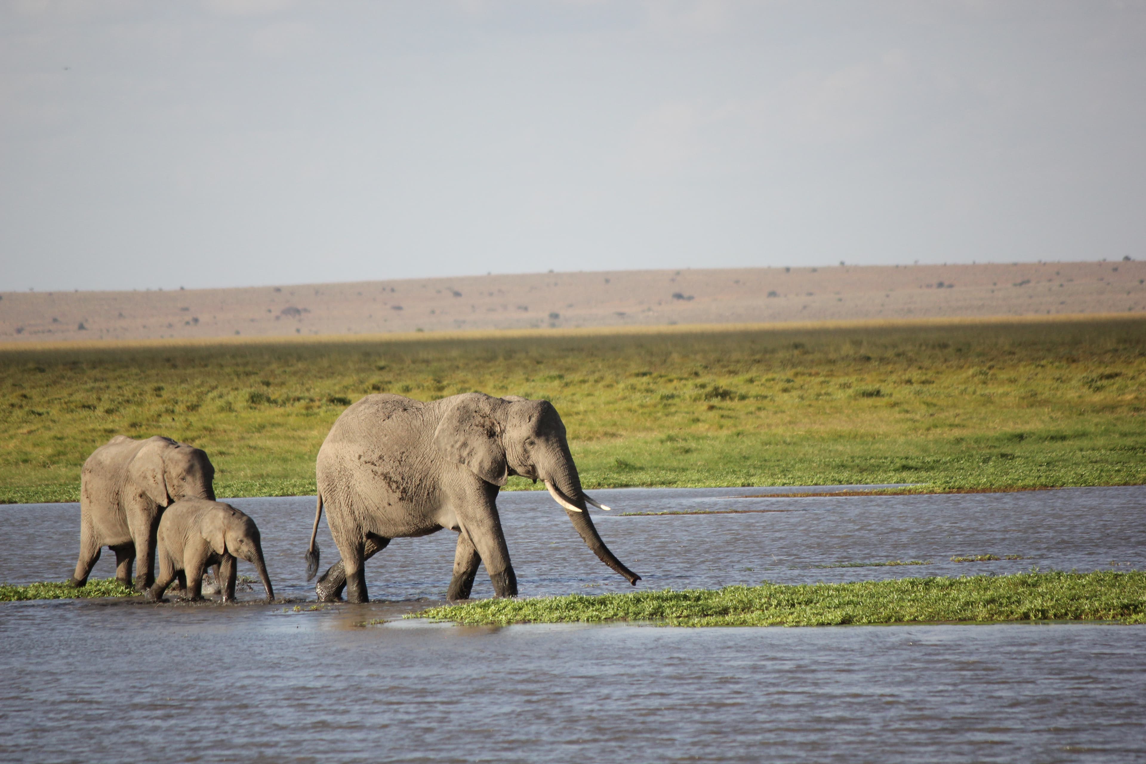 Elephants.