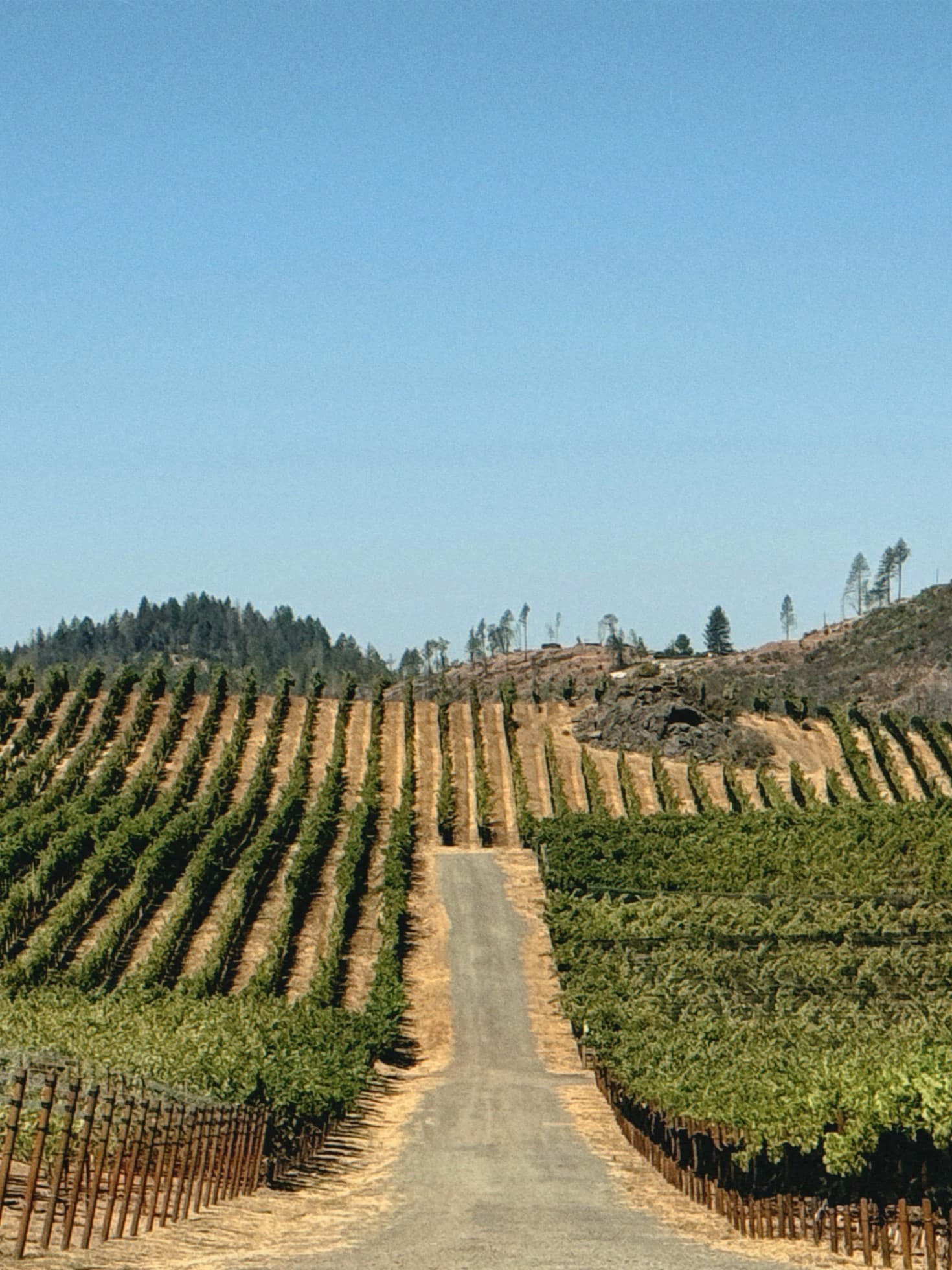 View of a narrow road between rows of vineyard vines under clear skies