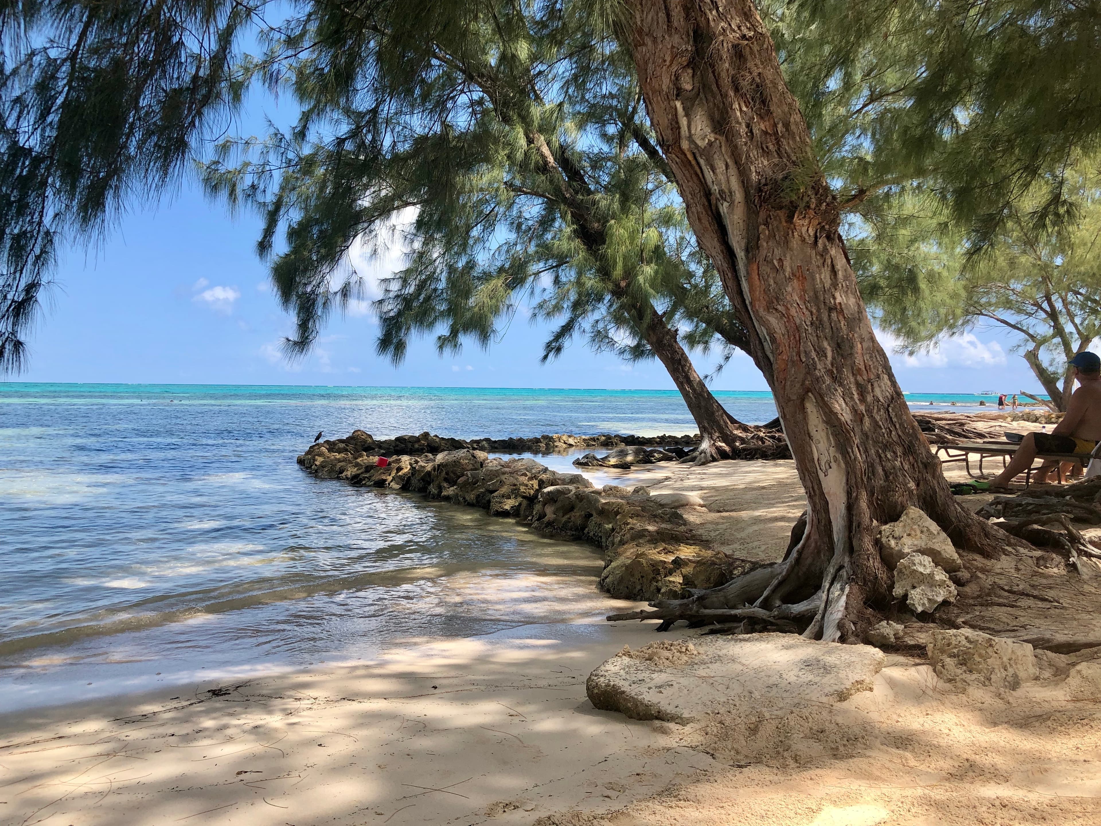 Trees sway in the breeze on a sunny day as waves gently lap the shore.