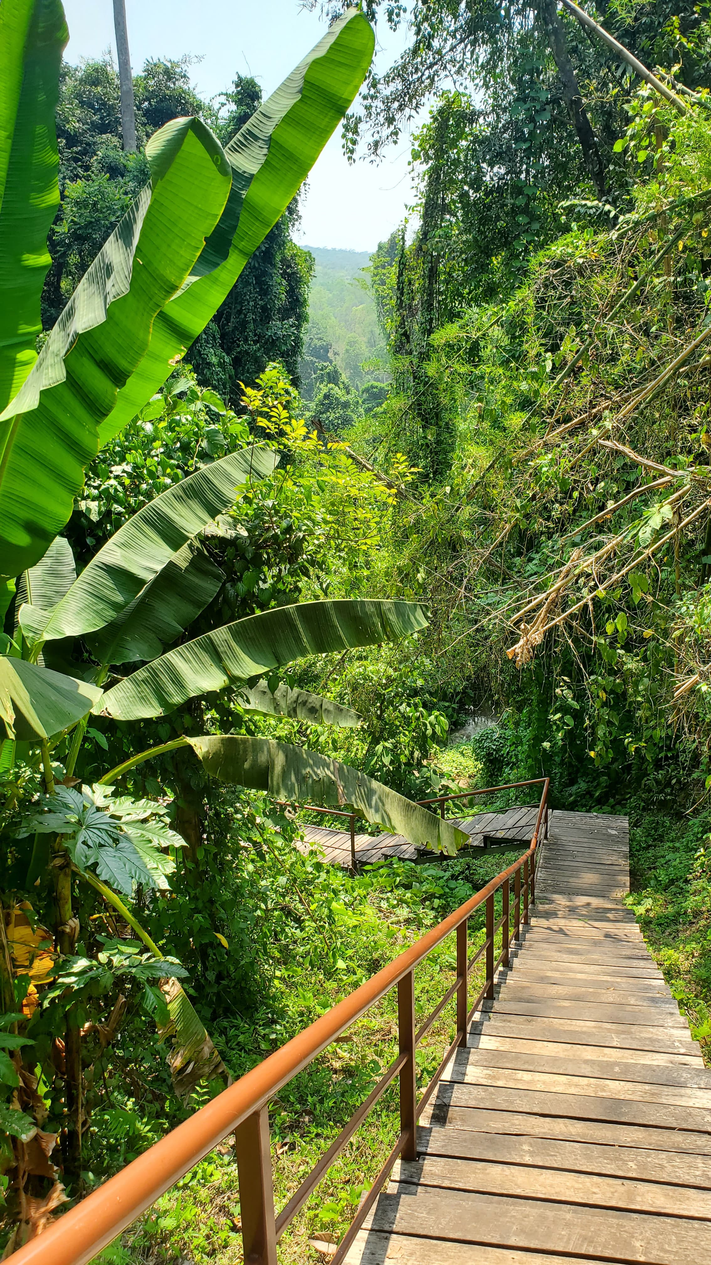 View of a narrow wooden staircase in the jungle