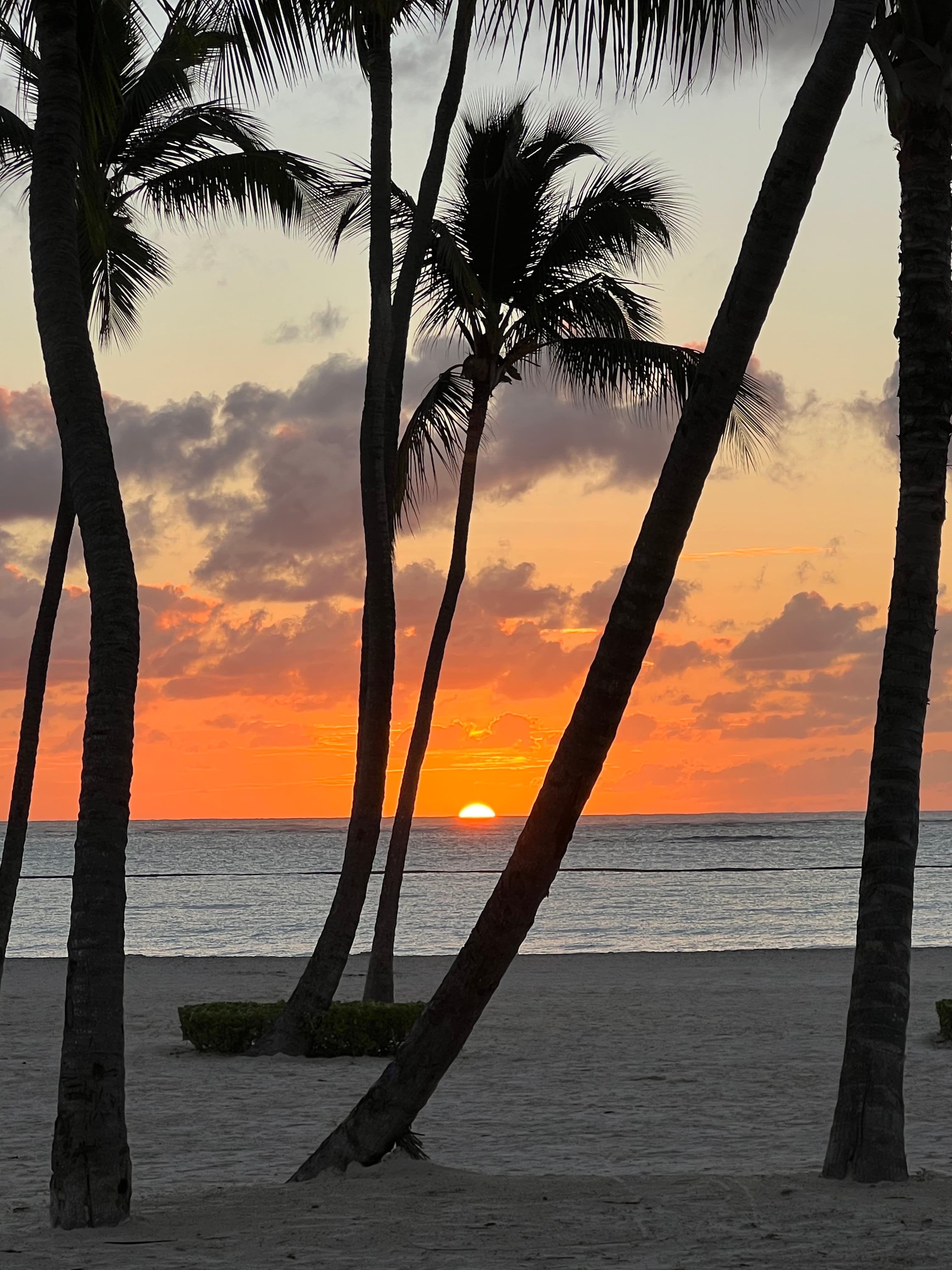 View of the sun setting over the ocean’s horizon with palm trees on the beach in the foreground