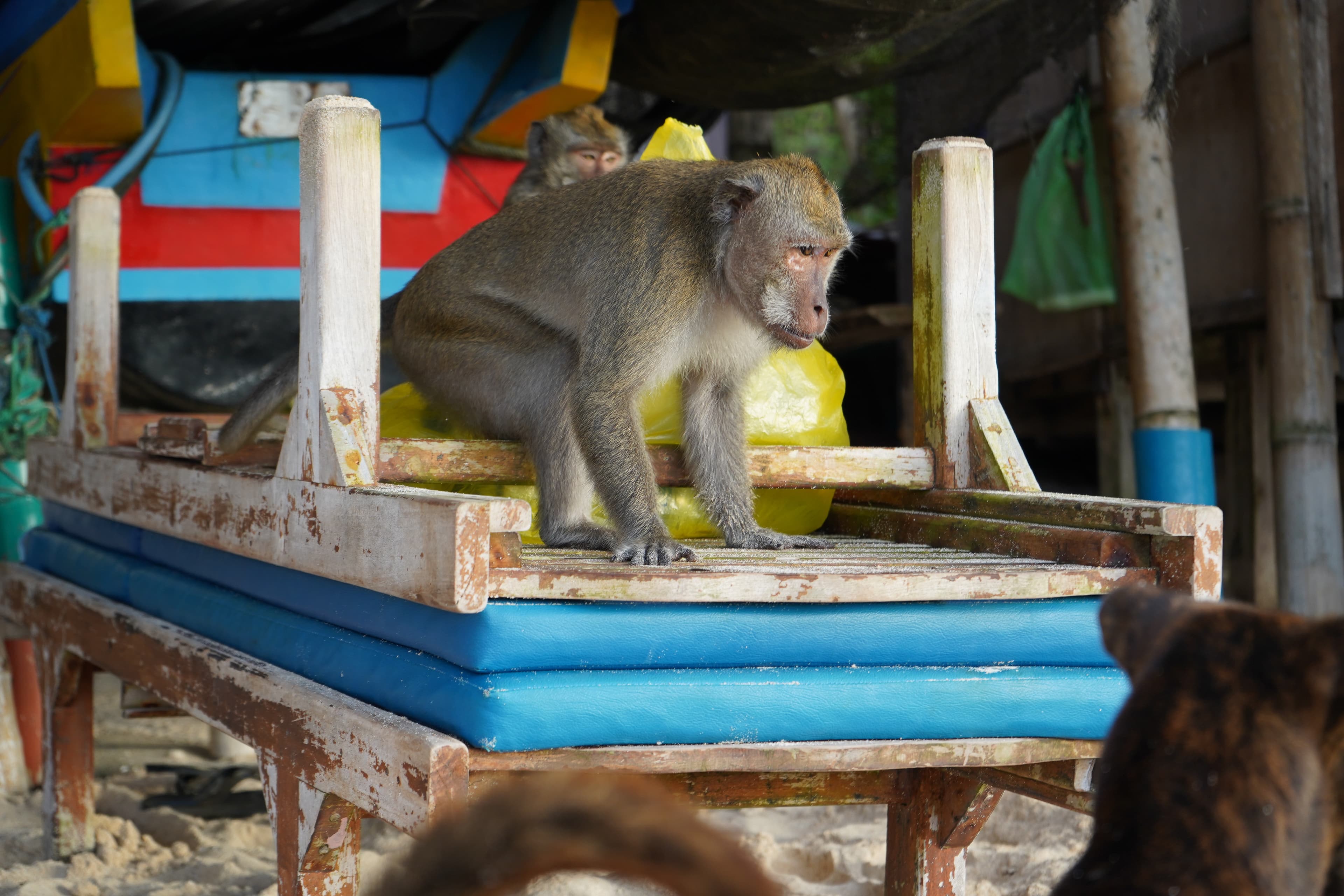 View of a monkey sitting on an upside down wooden bench