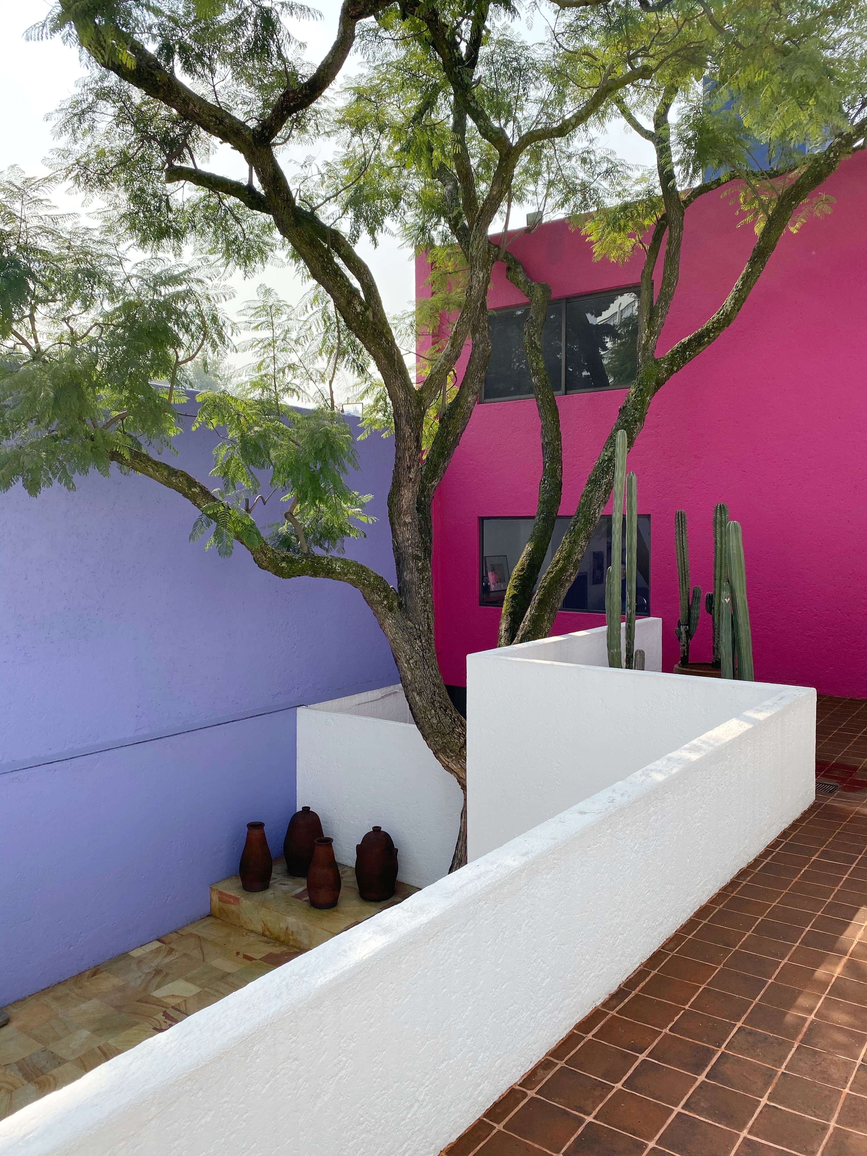 A view of an outdoor patio with white stucco walls, pink and purple exteriors, cacti, a large tree and terracotta floor tiling. 