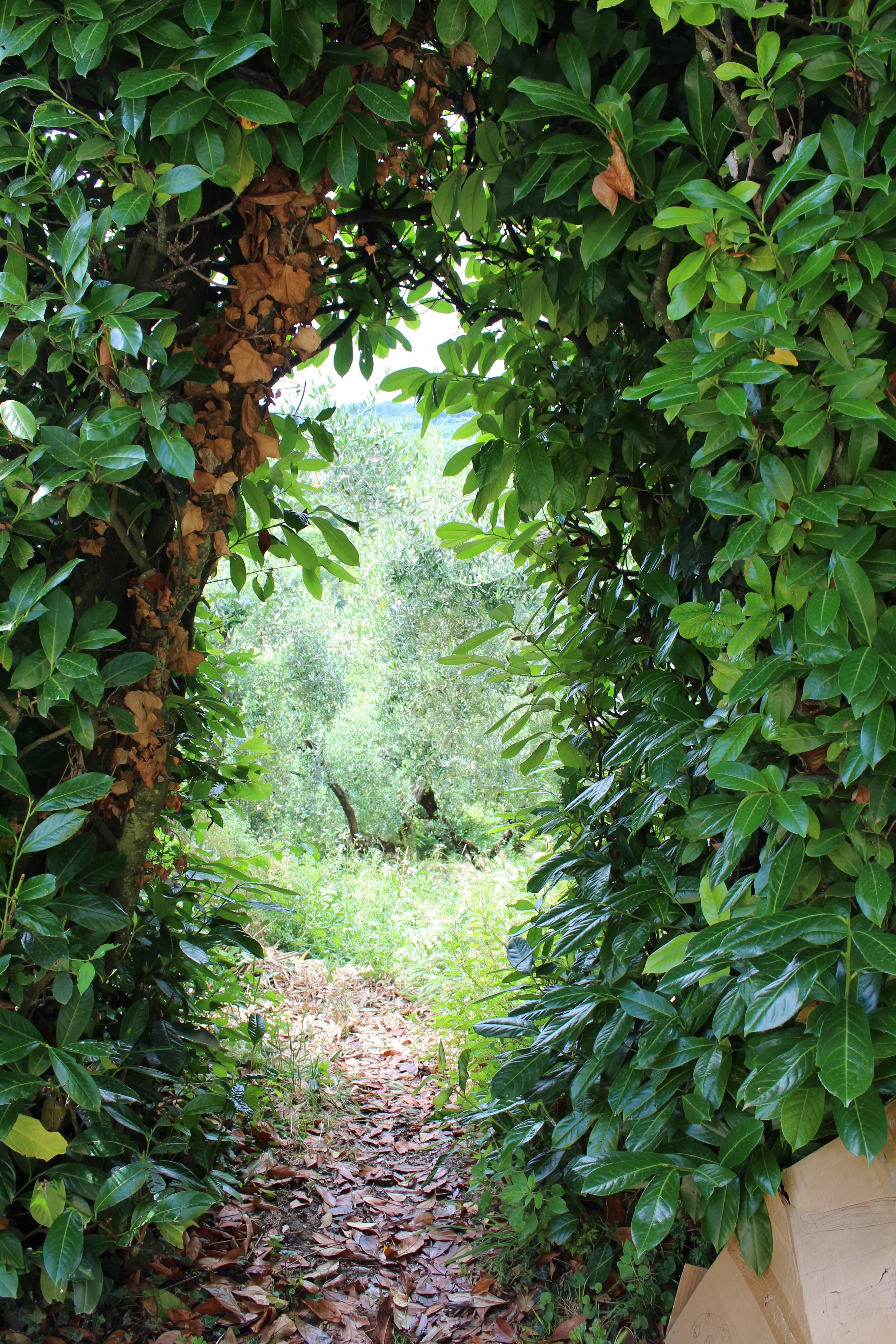 A view of greenery from nature during the daytime.