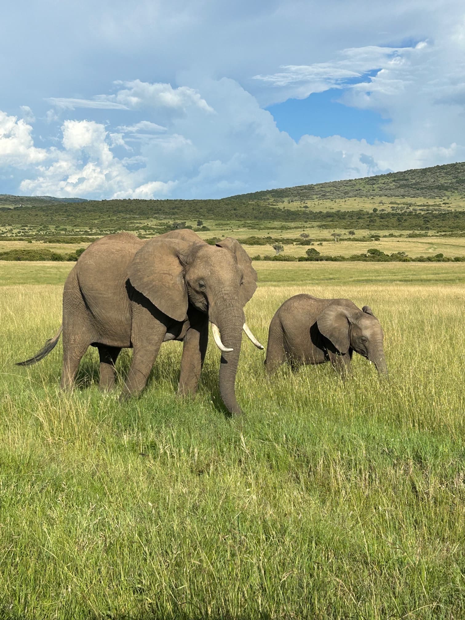 View of an elephant and her baby seen on a safari walking through tall grass