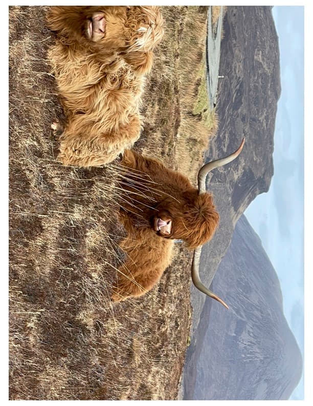 View of a large bison sitting in a field on a cloudy day with mountains in the distance