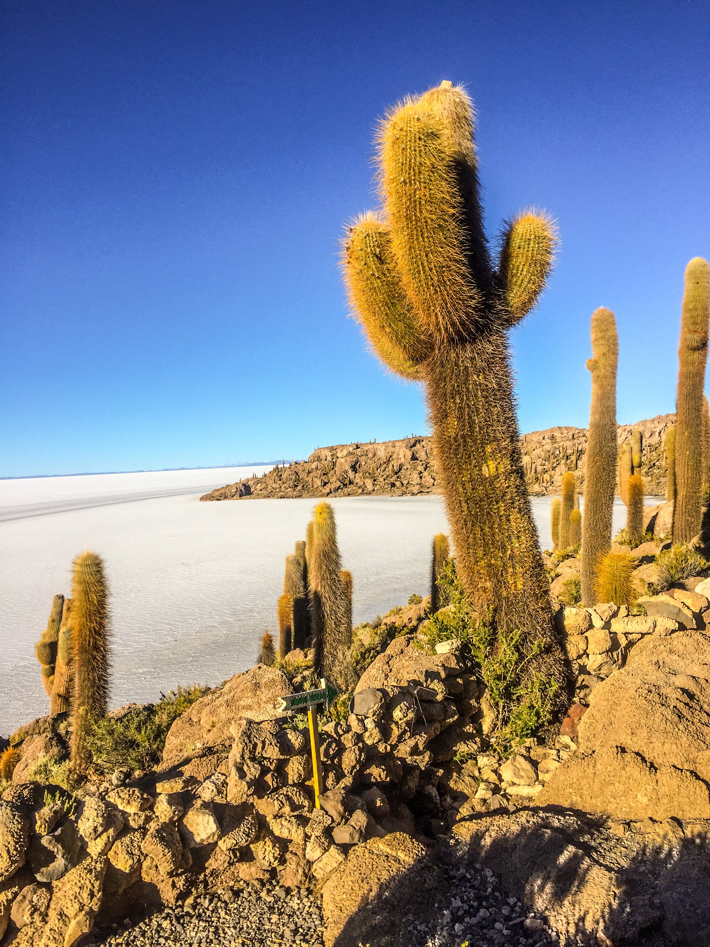 View of large spiky cacti under clear blue skies