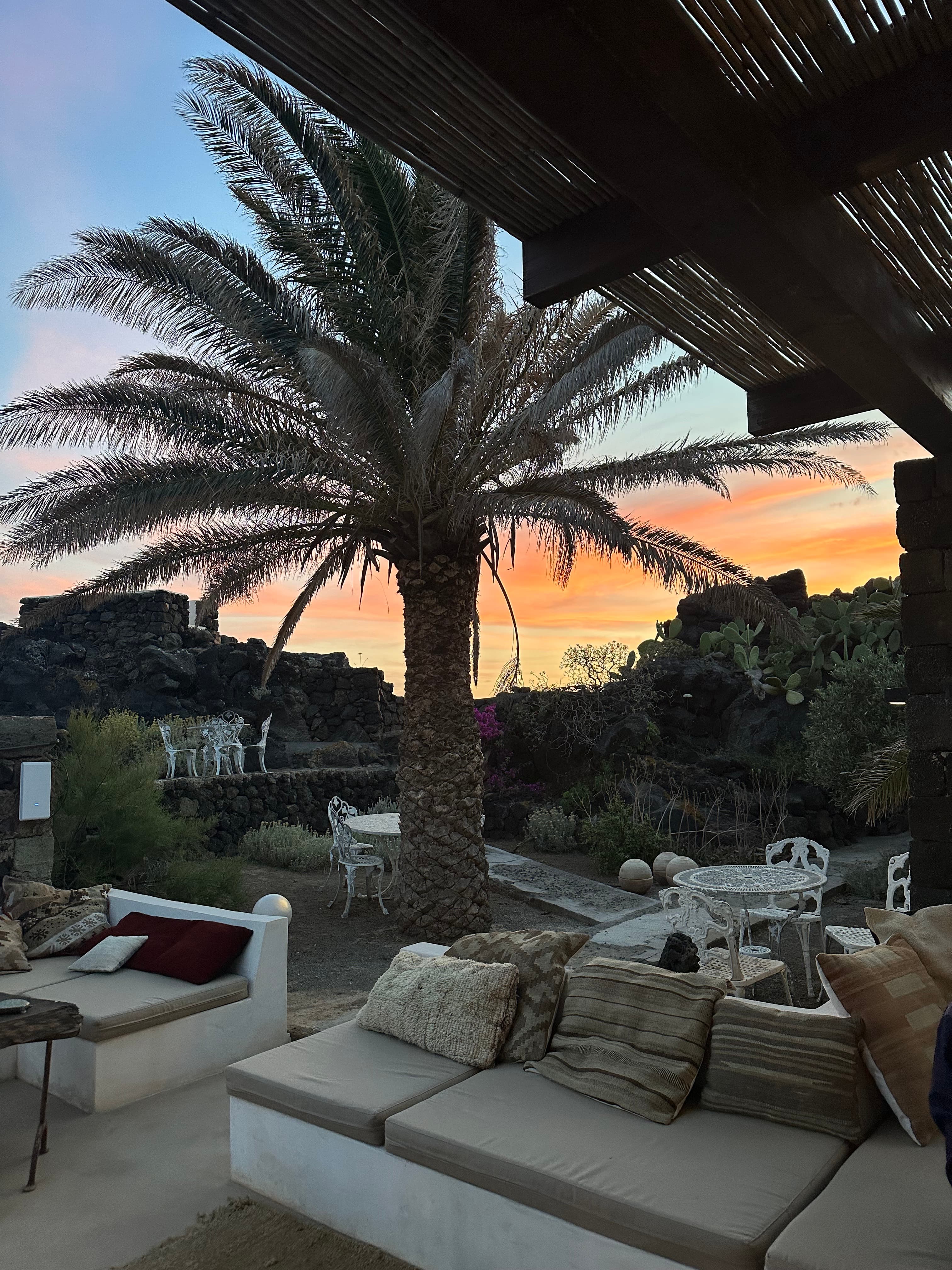 Sunset by palm tree.