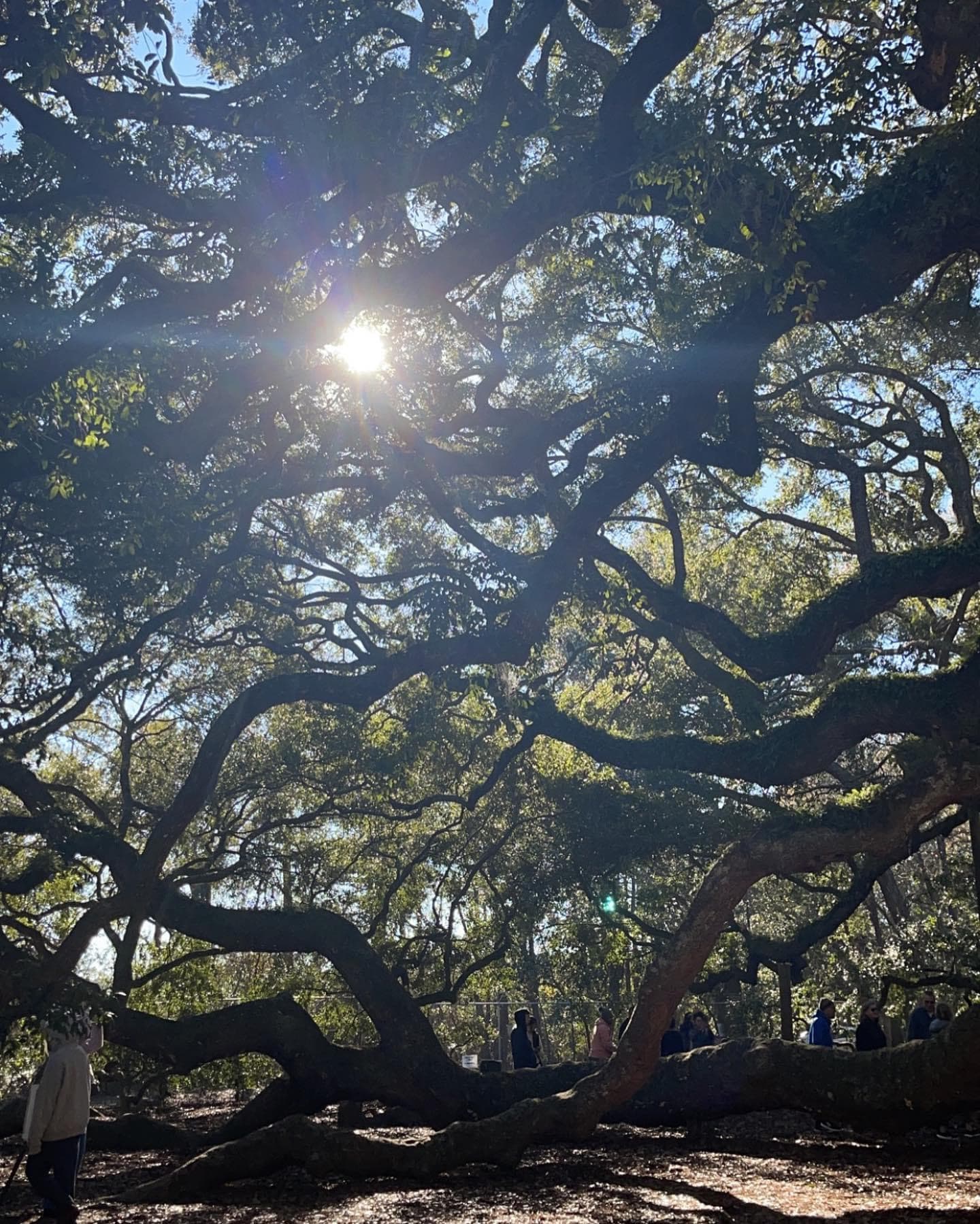View of sunlight shining through large tree branches