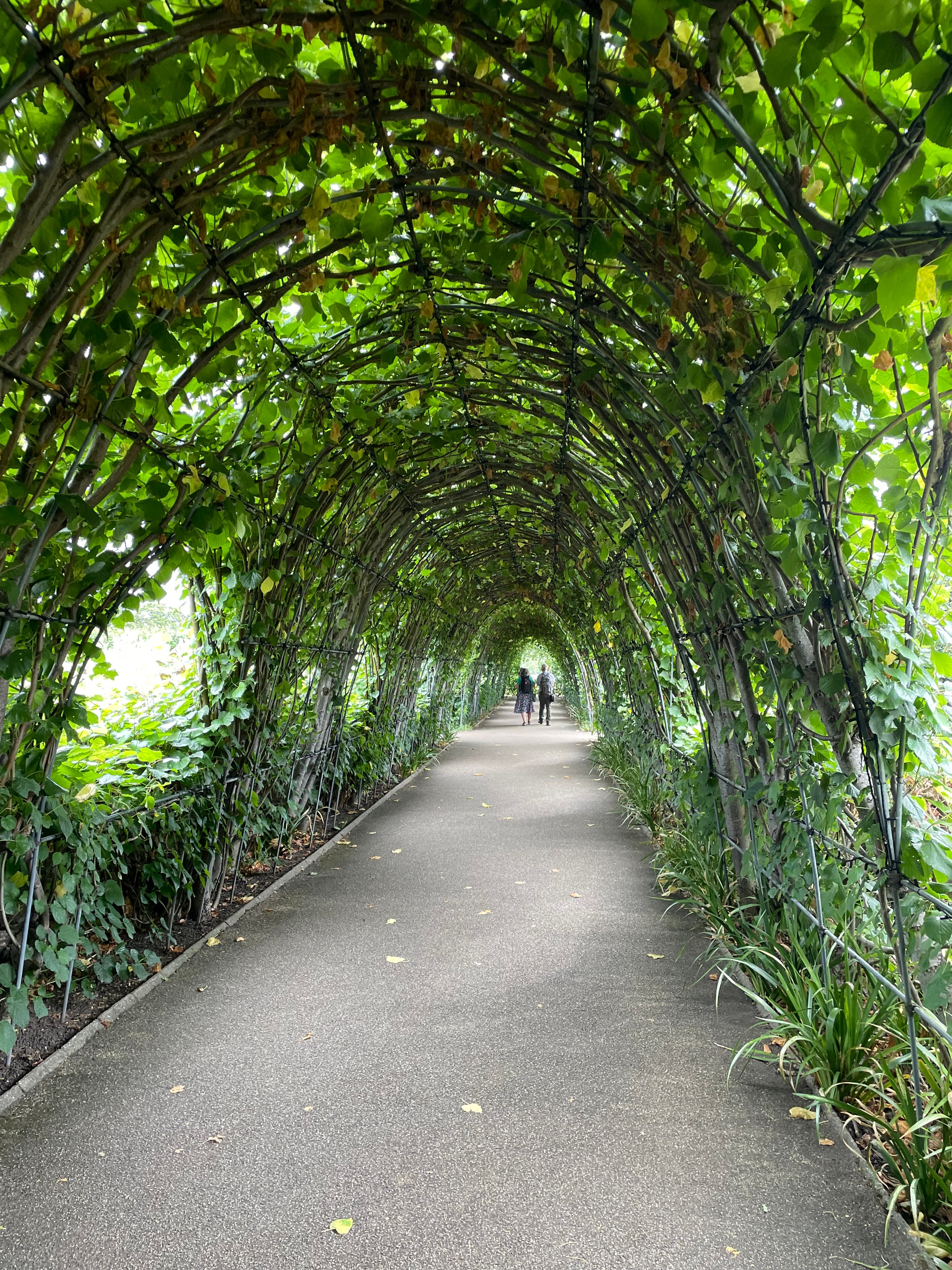 Green leafy tunnel.