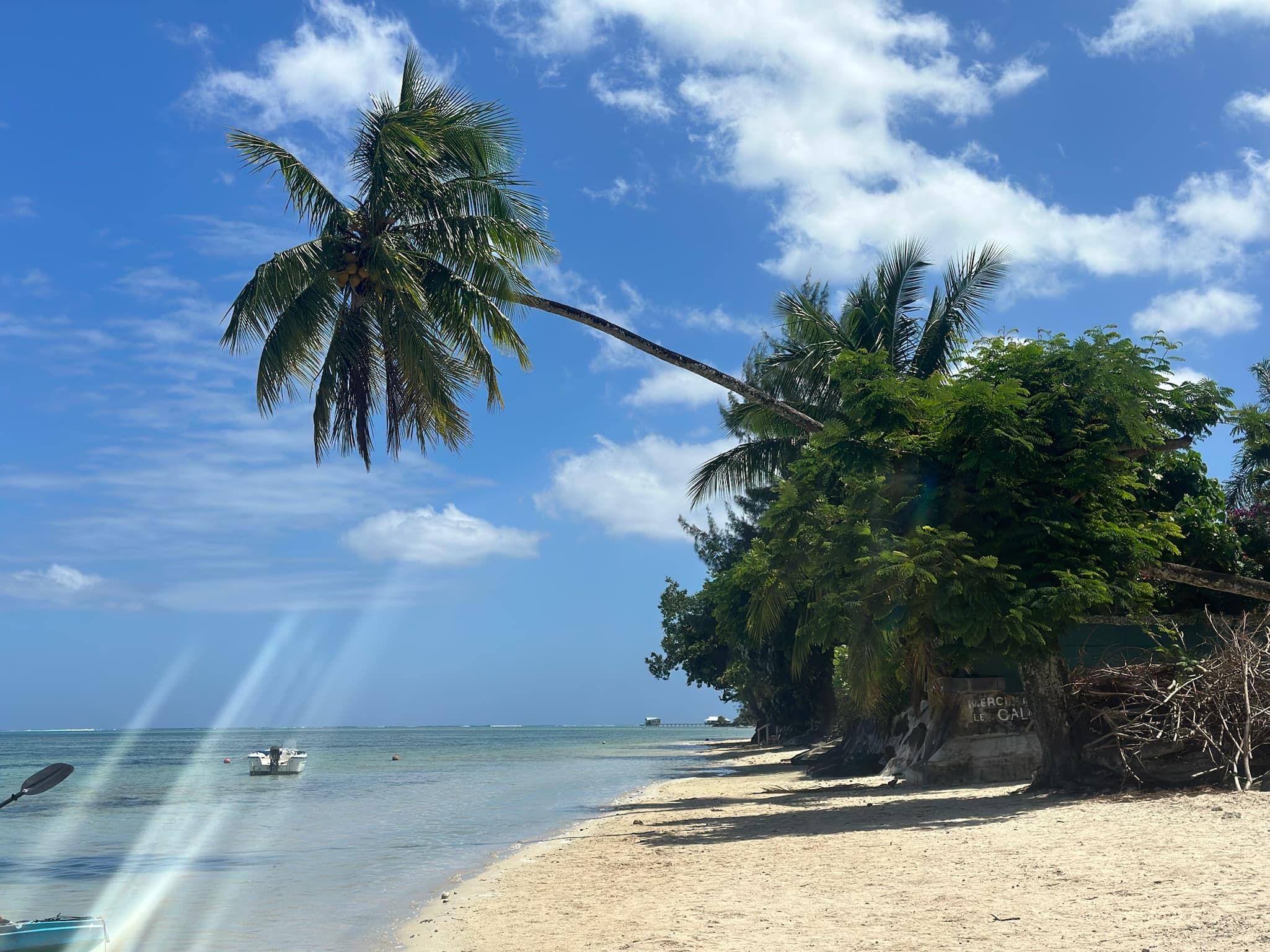 Palm tree hanging over the beach on a sunny day.