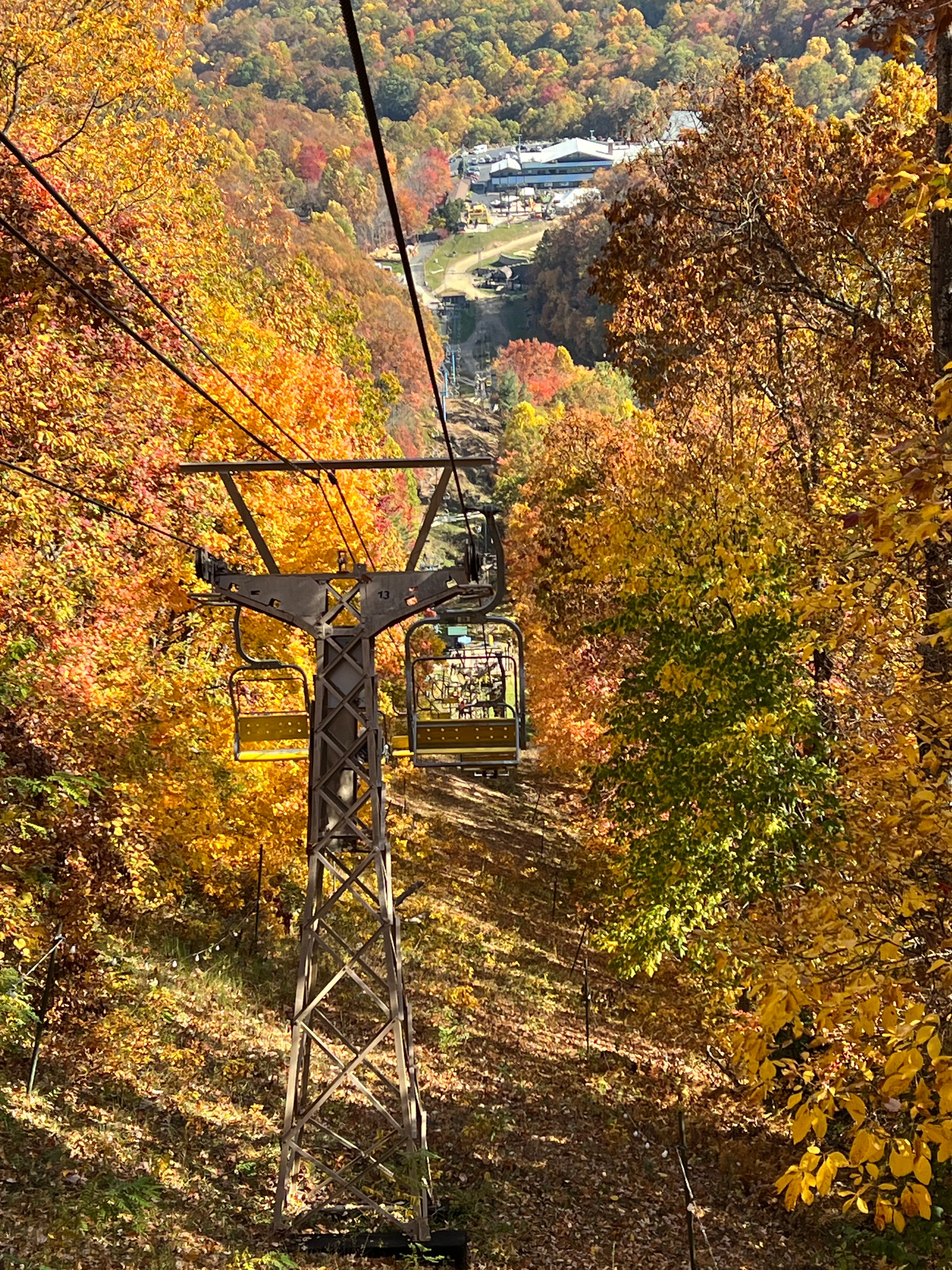 Fall leaves in the forest.