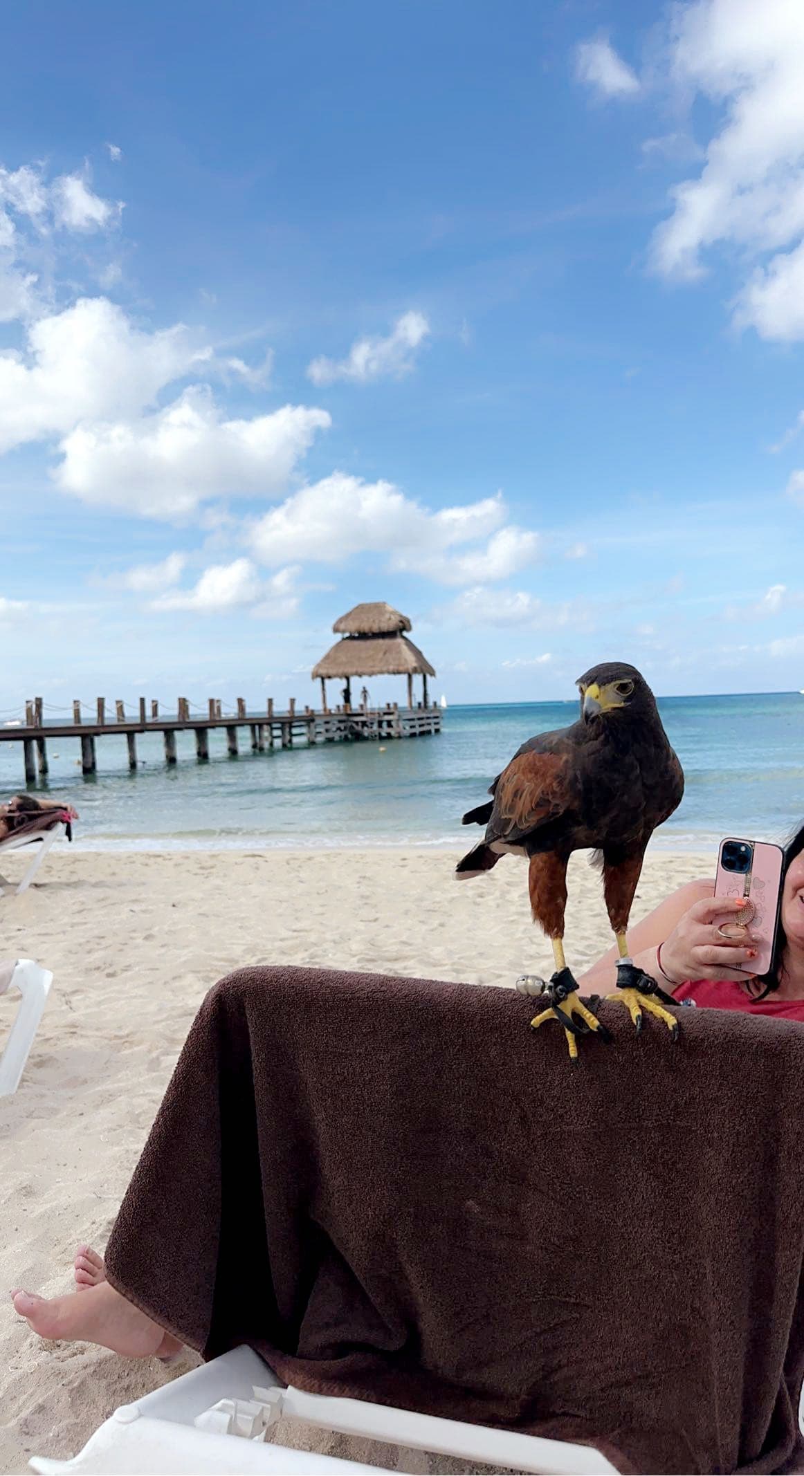 View of a bird perched on a lounge on the beach with a pier stretching out to sea in the background