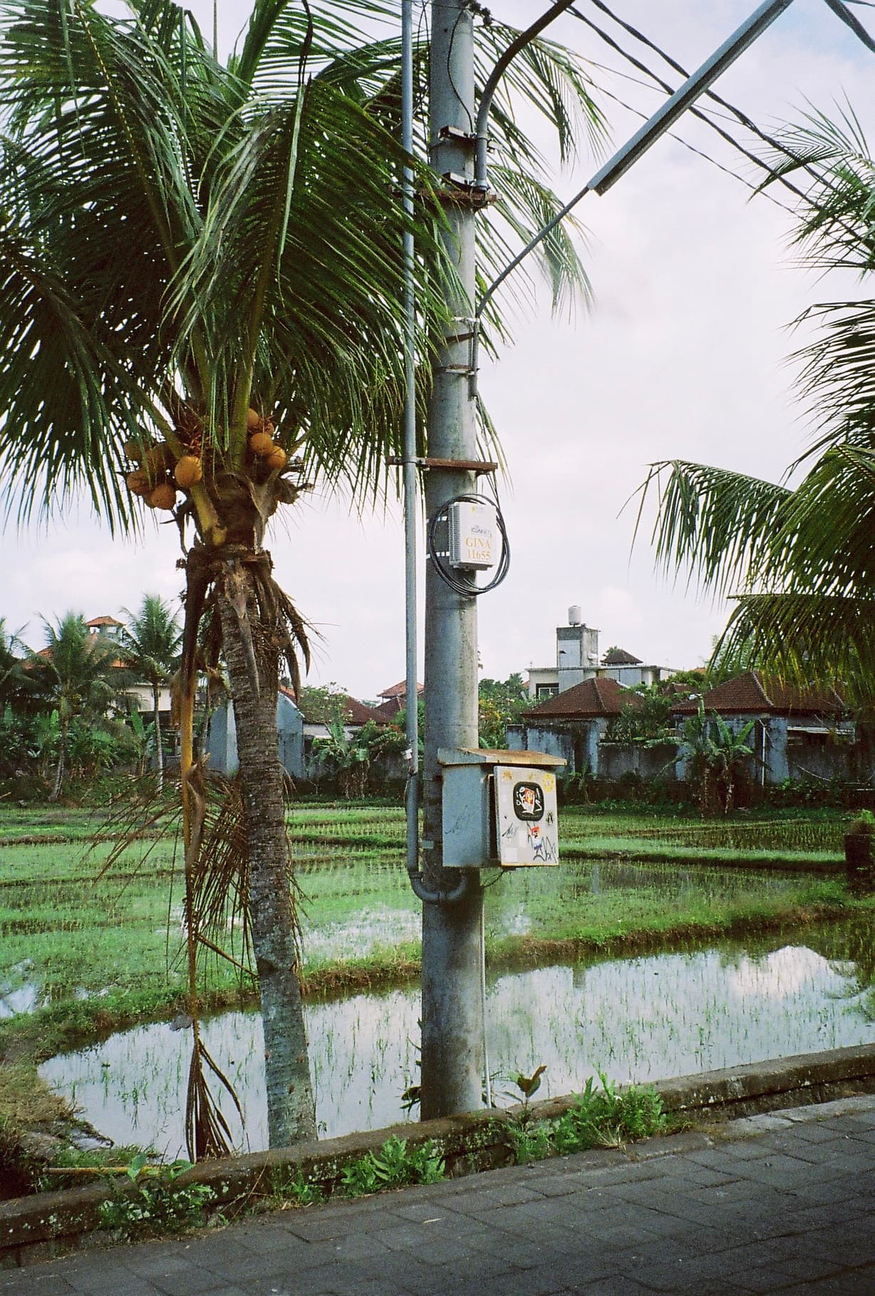 View of a palm tree and electrical pole on the side of the road