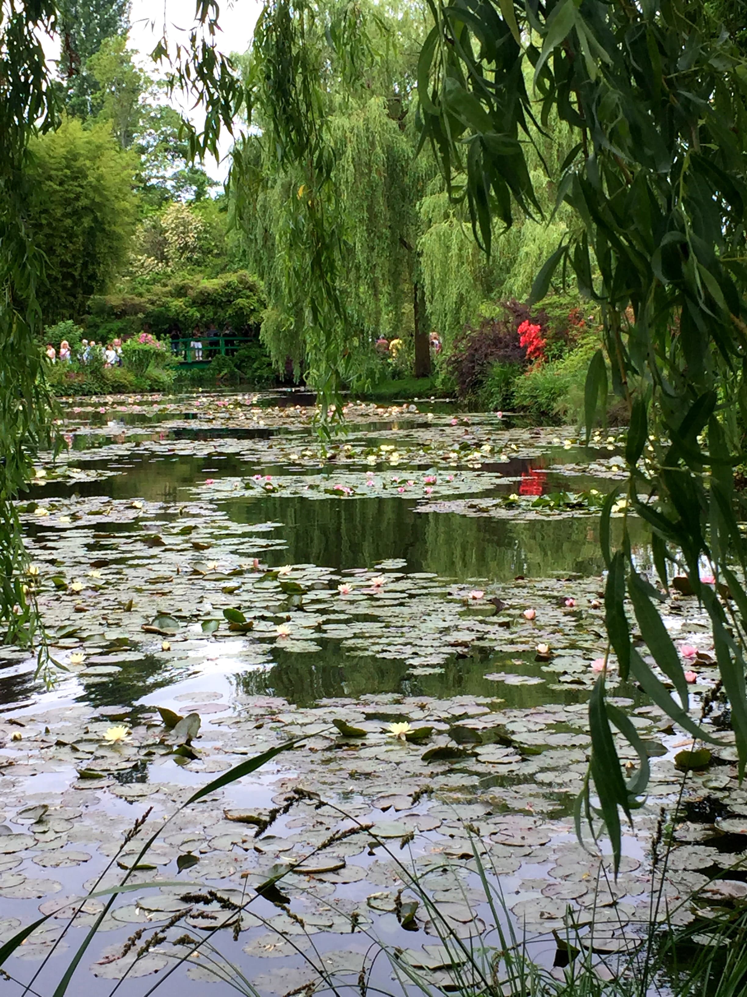 A pond with lillipads covering the surface amidst leafy green trees