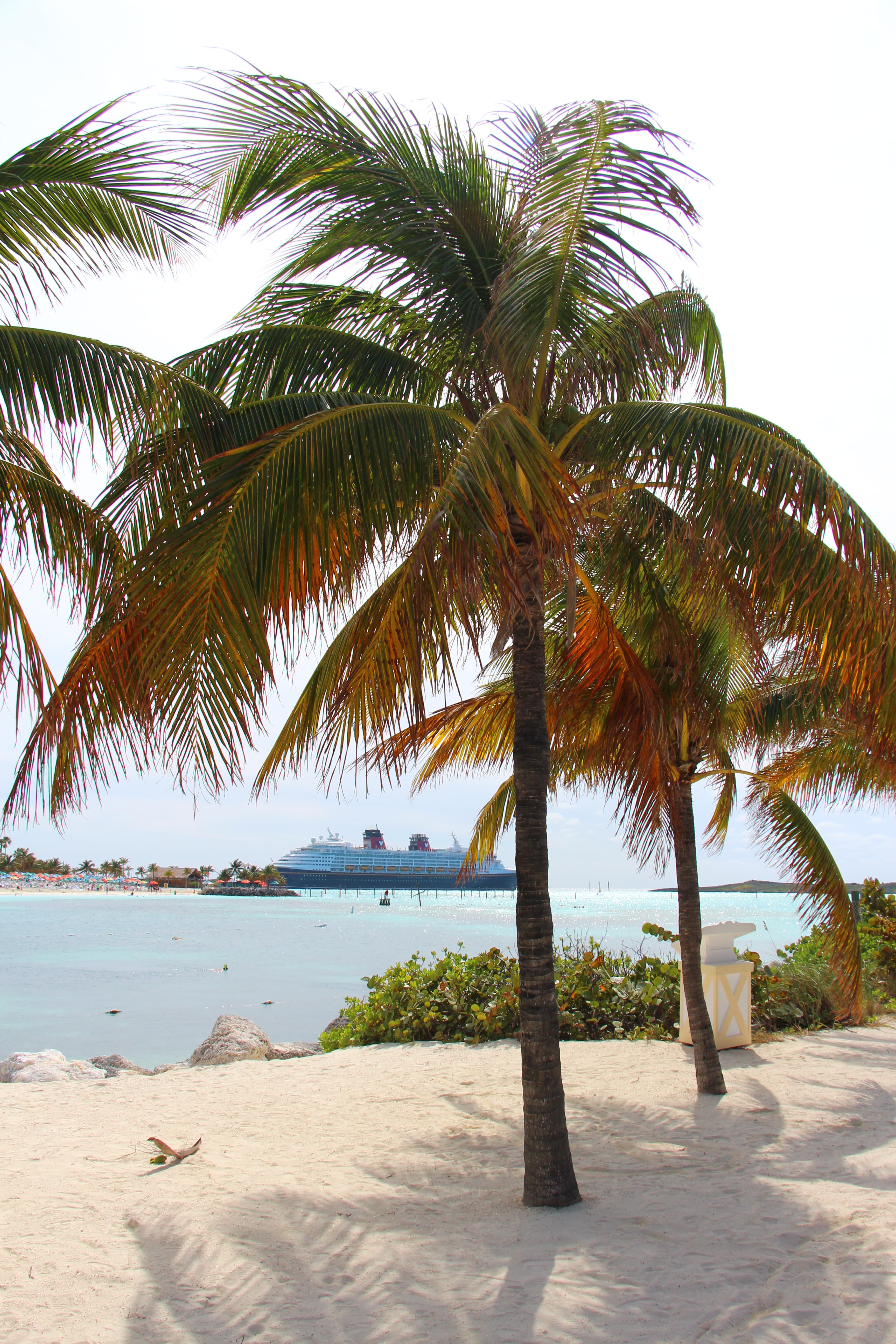 Palm trees in the sand by the shore with a cruise ship visible in the distance