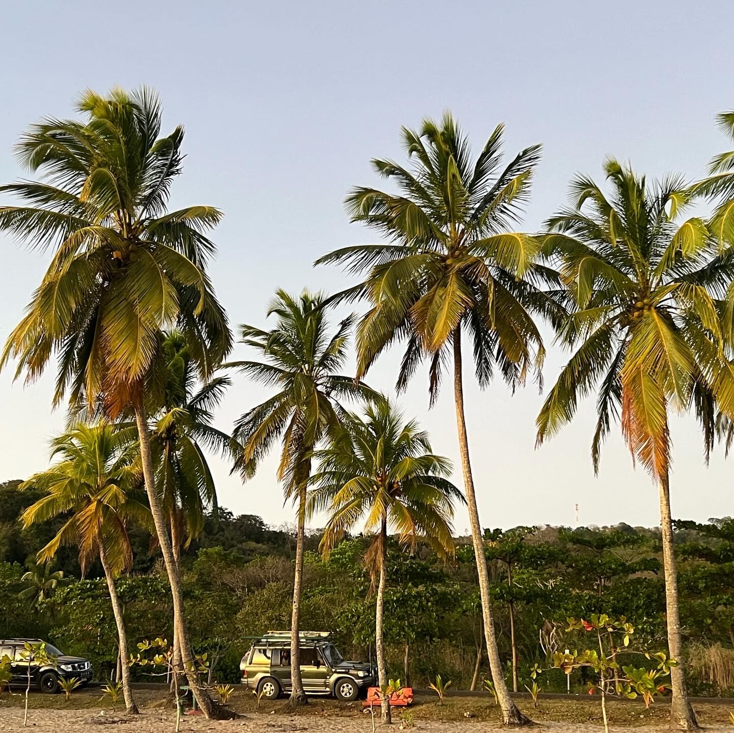 A group of palm trees during the daytime with a forest in the background