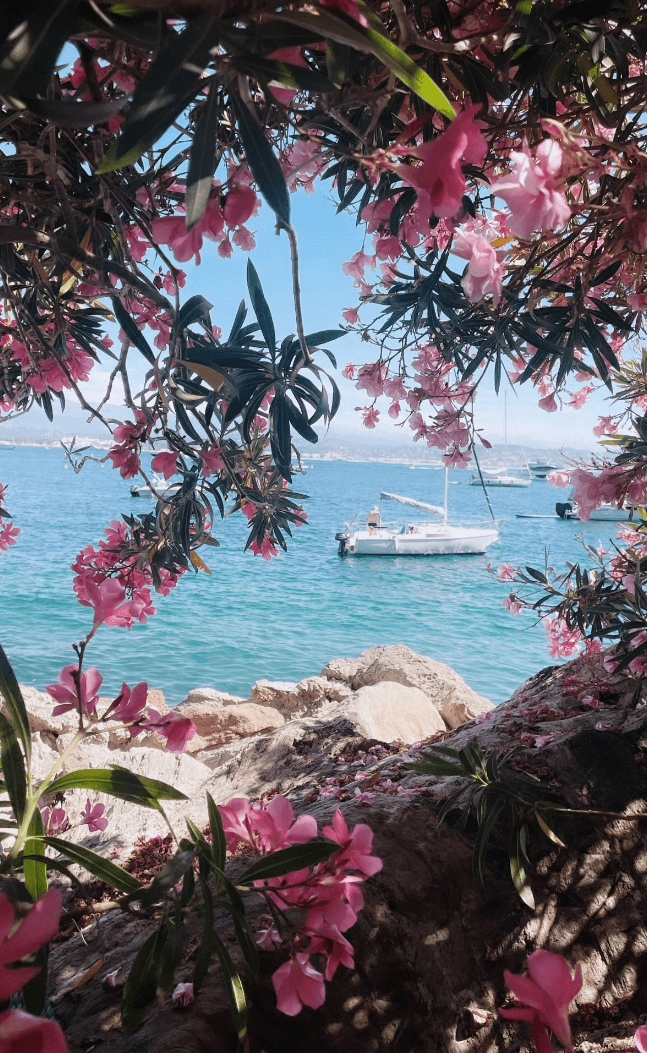 View of a small sailboat offshore as seen through a clearing in a pink flowering tree